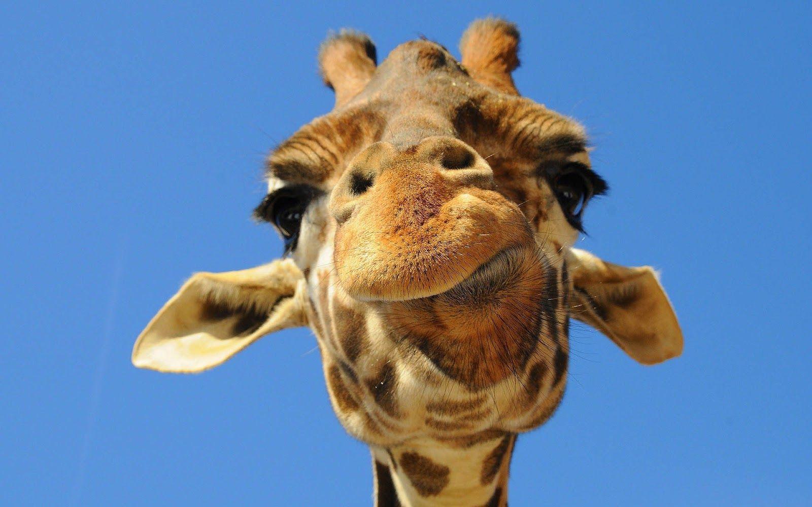 Funny Giraffes Wallpapers Wallpaper Cave