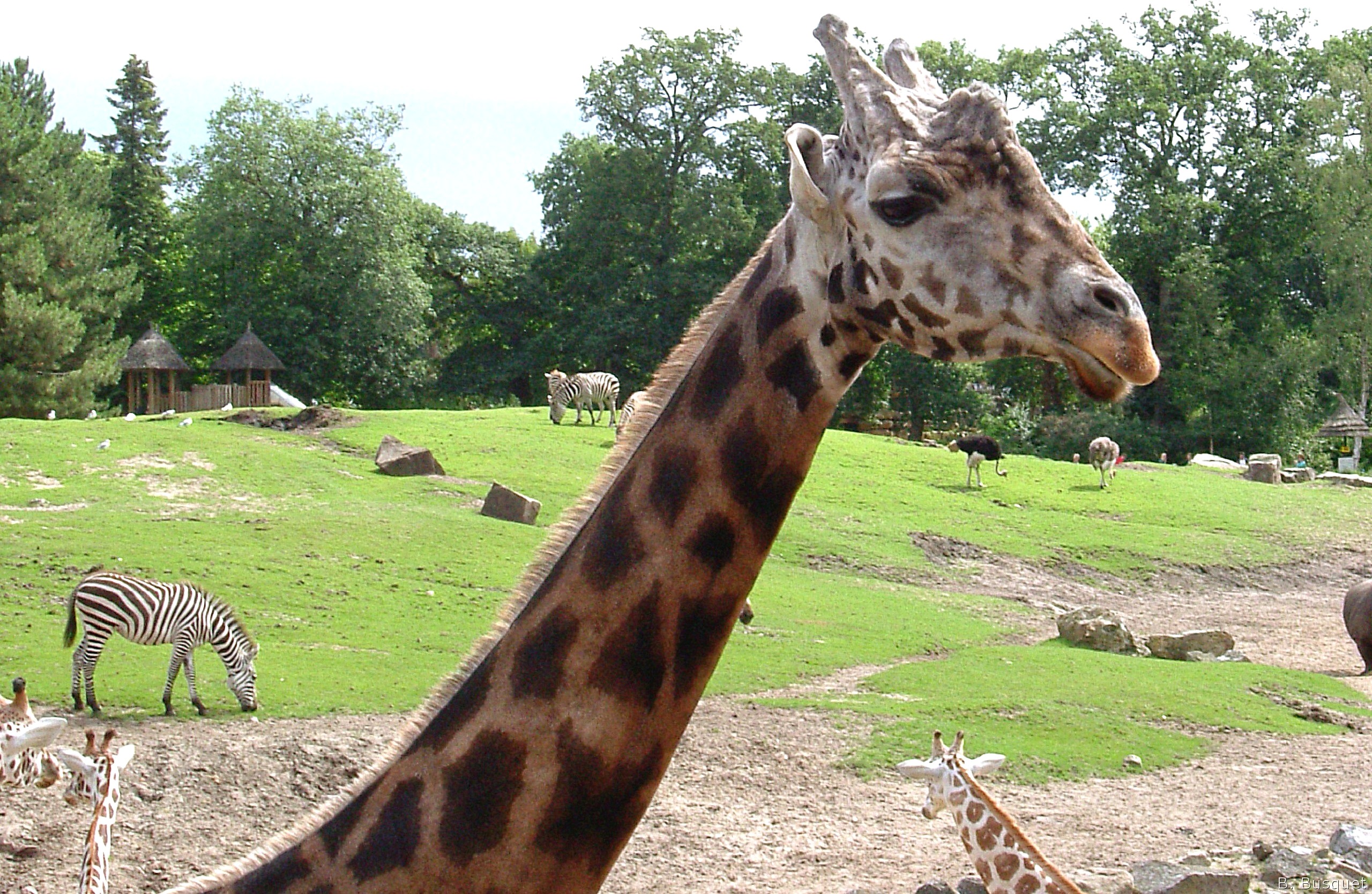 Giraffe Wallpapers Wallpaper Cave