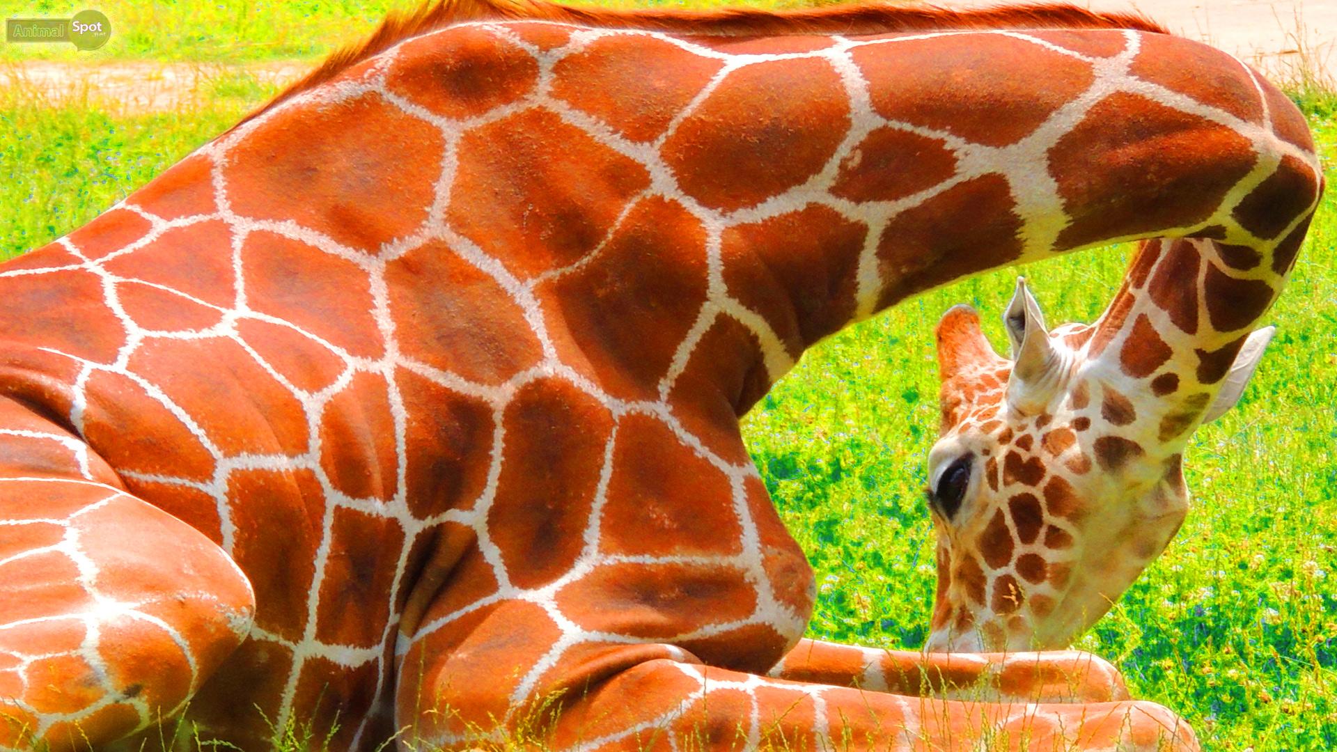 Giraffe Wallpapers Wallpaper Cave