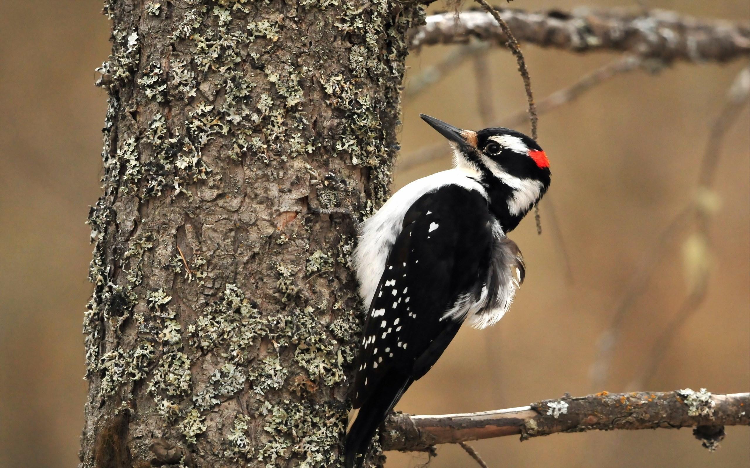 Woodpecker Wallpapers Wallpaper Cave