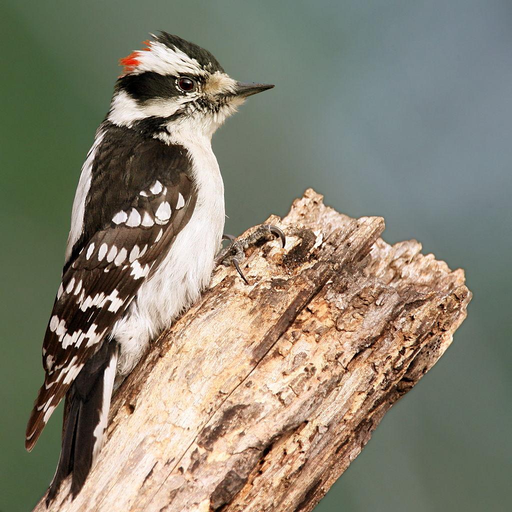 Woodpecker Wallpapers Wallpaper Cave