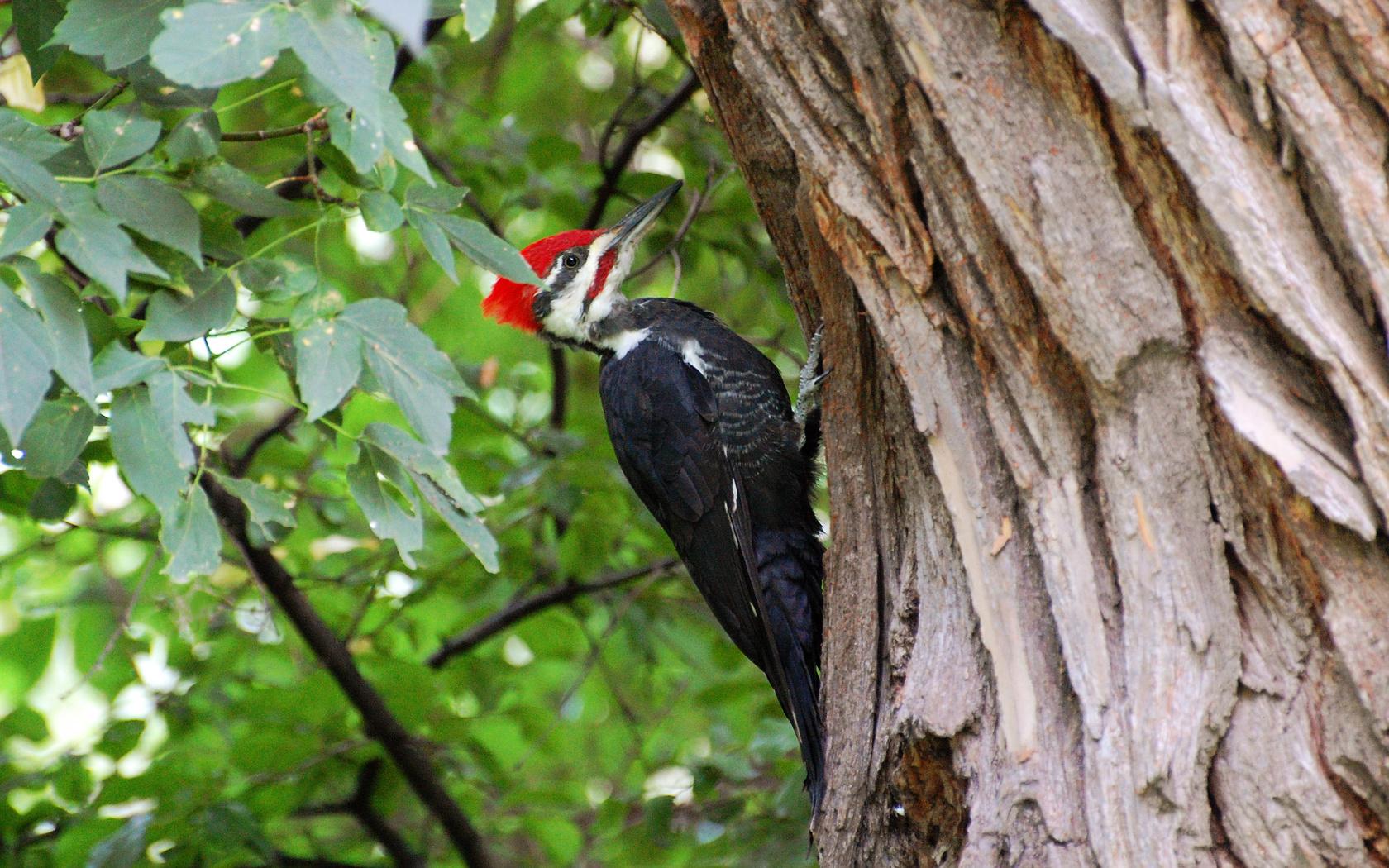 Woodpecker Wallpapers Wallpaper Cave