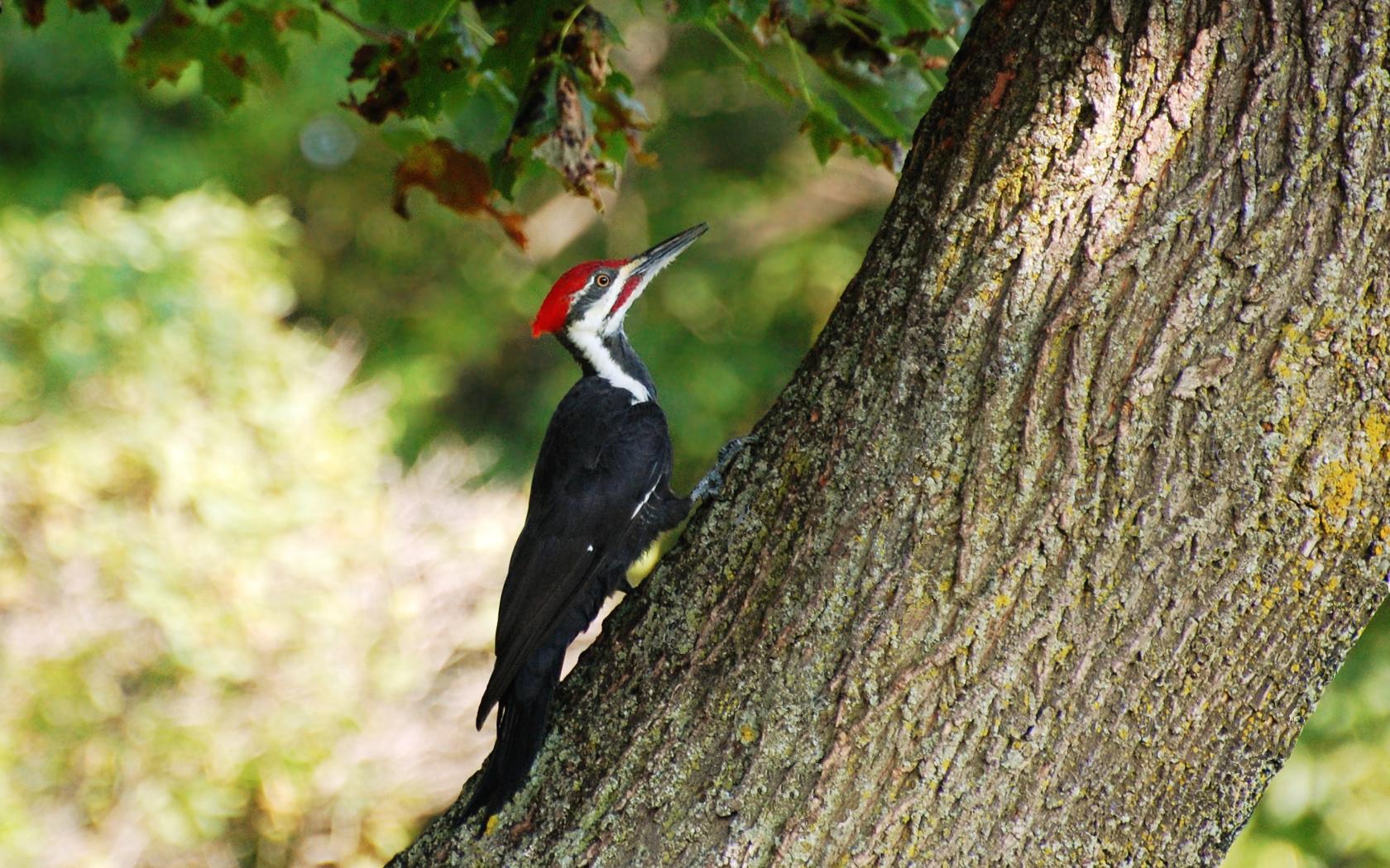 Woodpecker Wallpapers Wallpaper Cave