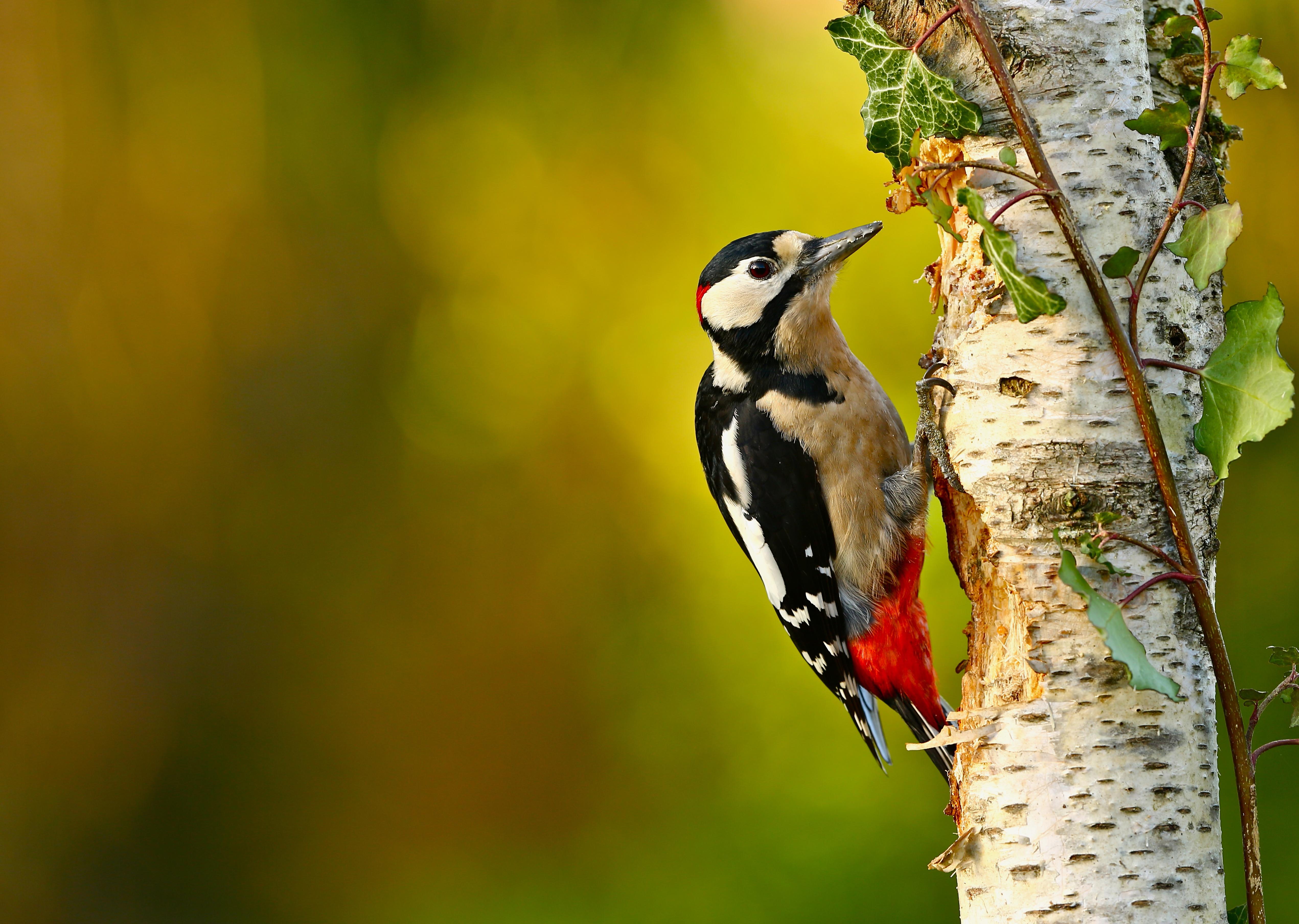 Woodpecker Wallpapers Wallpaper Cave