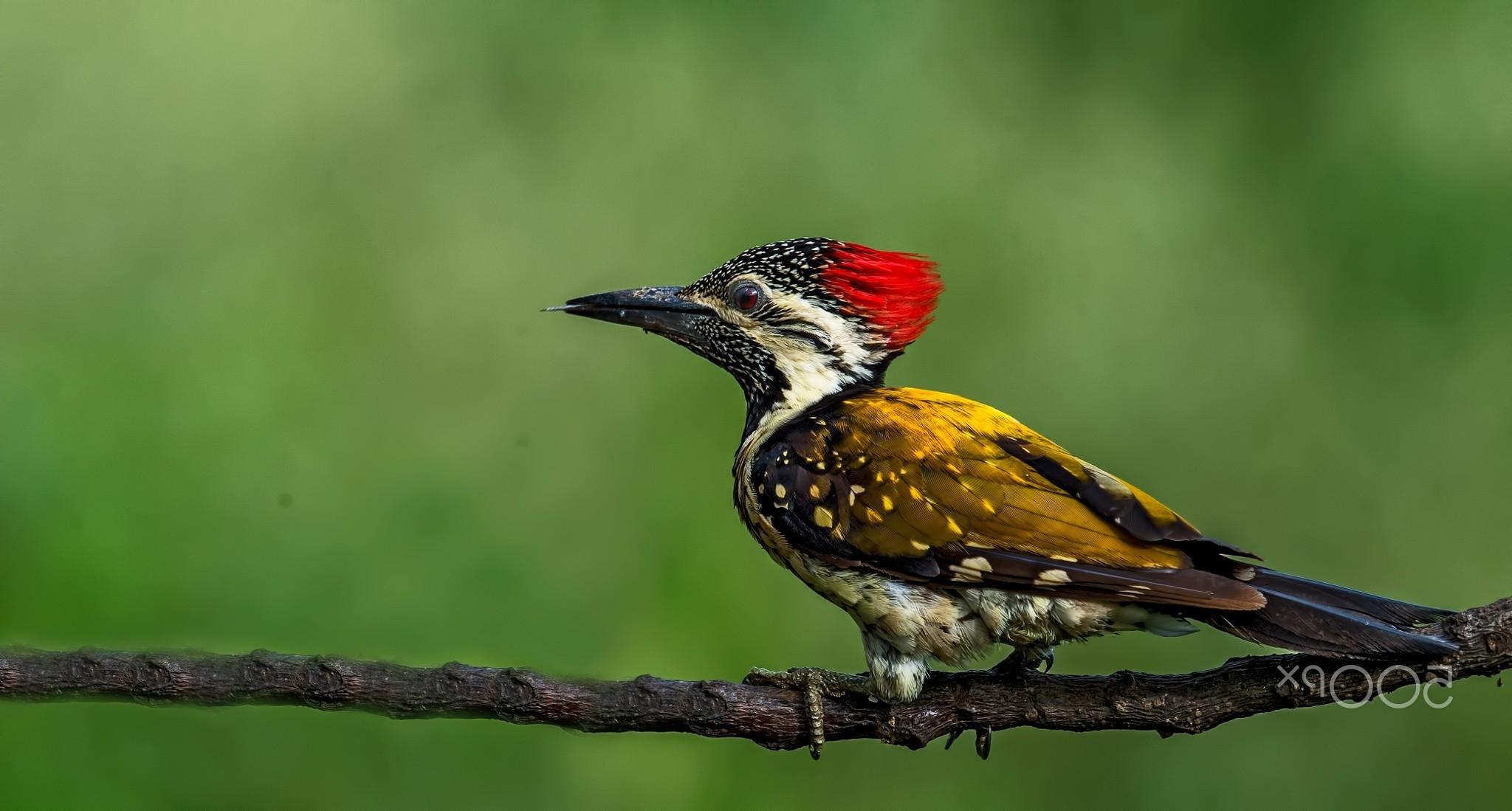 Woodpecker Wallpapers Wallpaper Cave