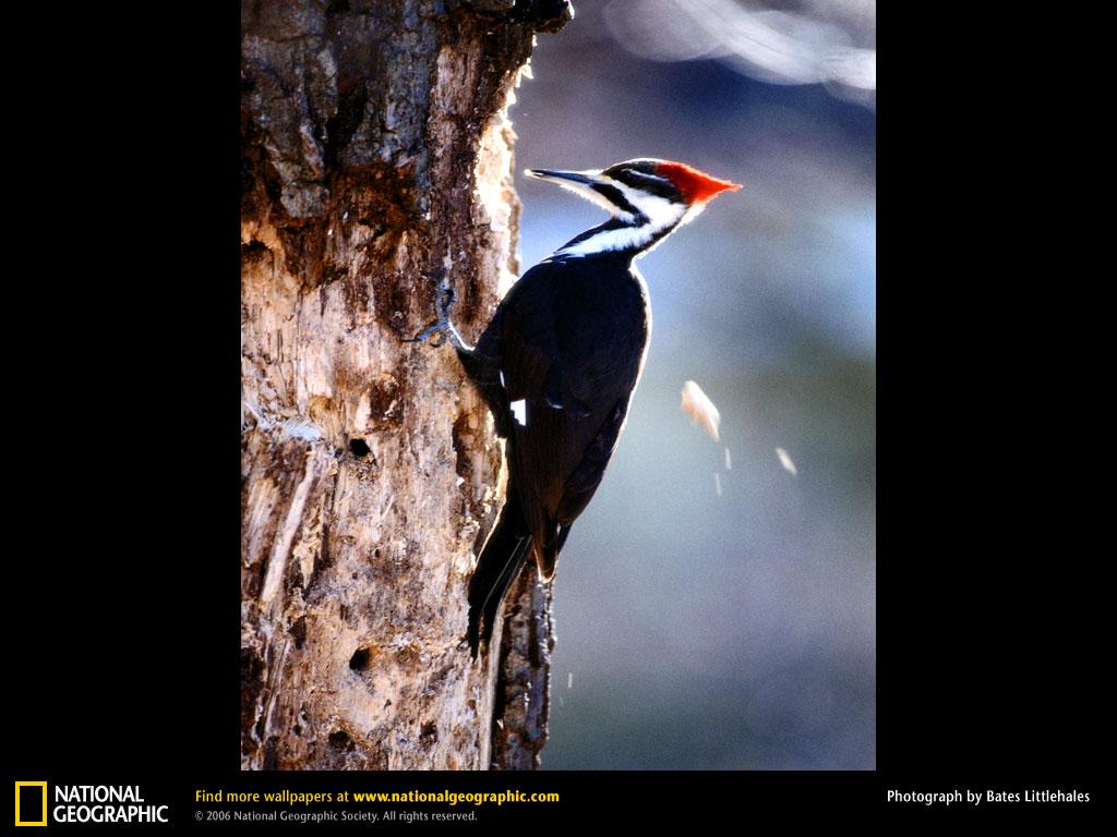 Woodpecker Wallpapers Wallpaper Cave