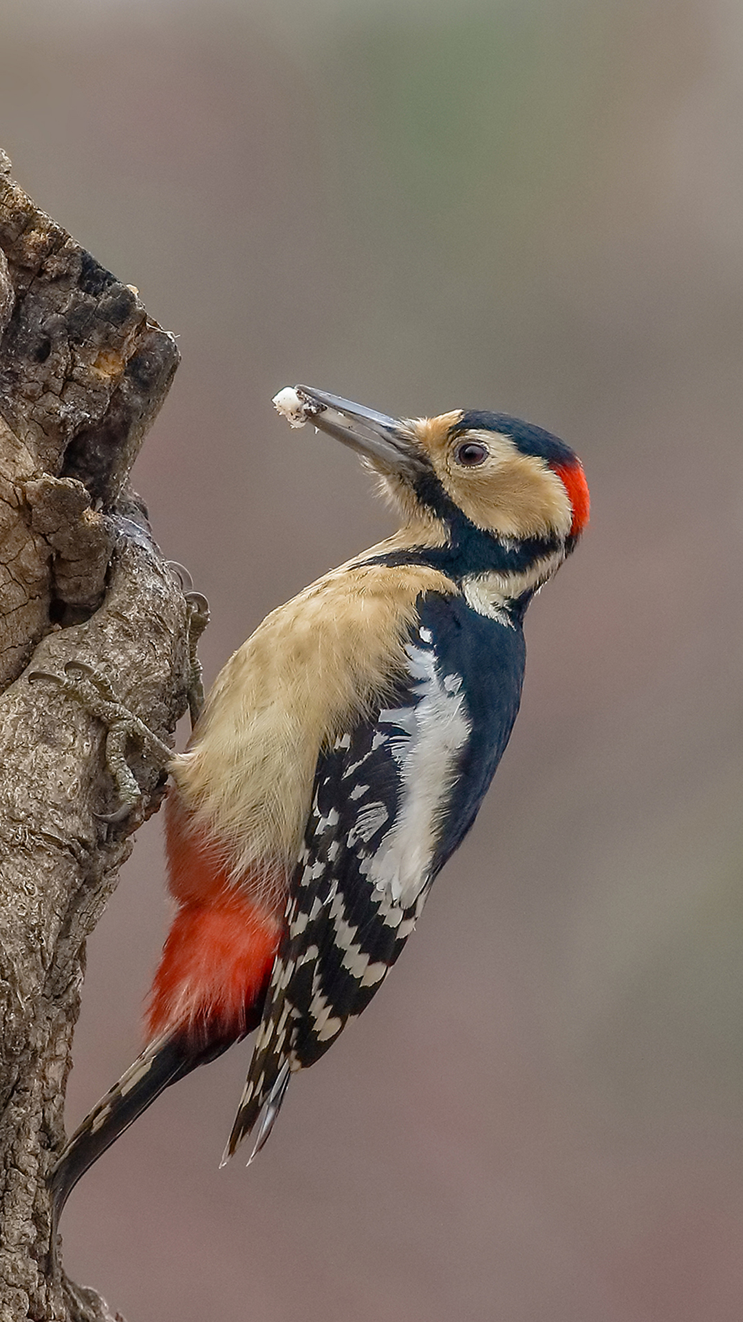 Woodpecker Wallpapers Wallpaper Cave