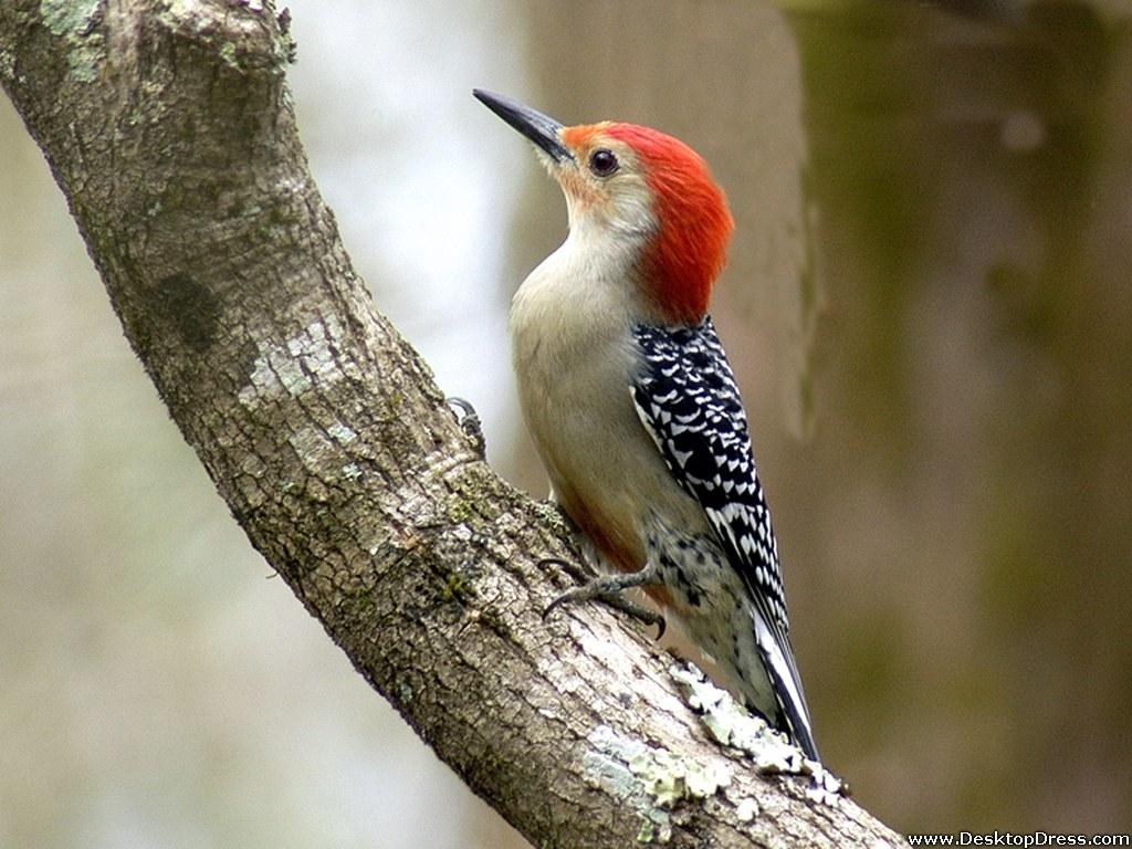 Woodpecker Wallpapers Wallpaper Cave