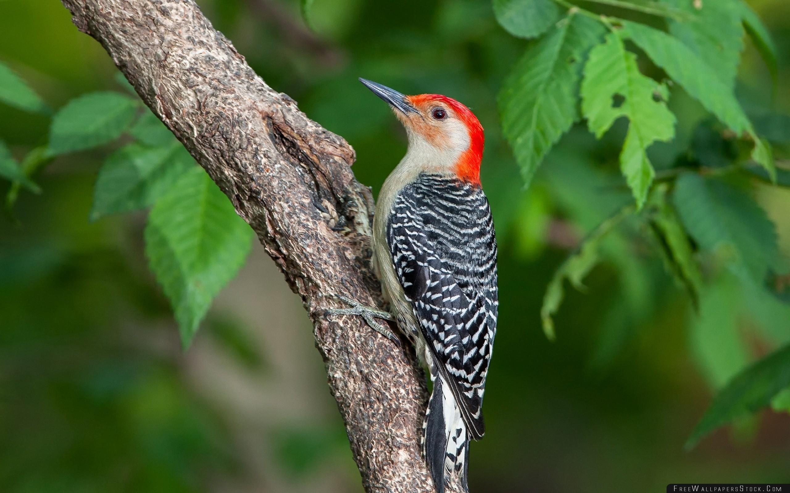 Woodpecker Wallpapers Wallpaper Cave