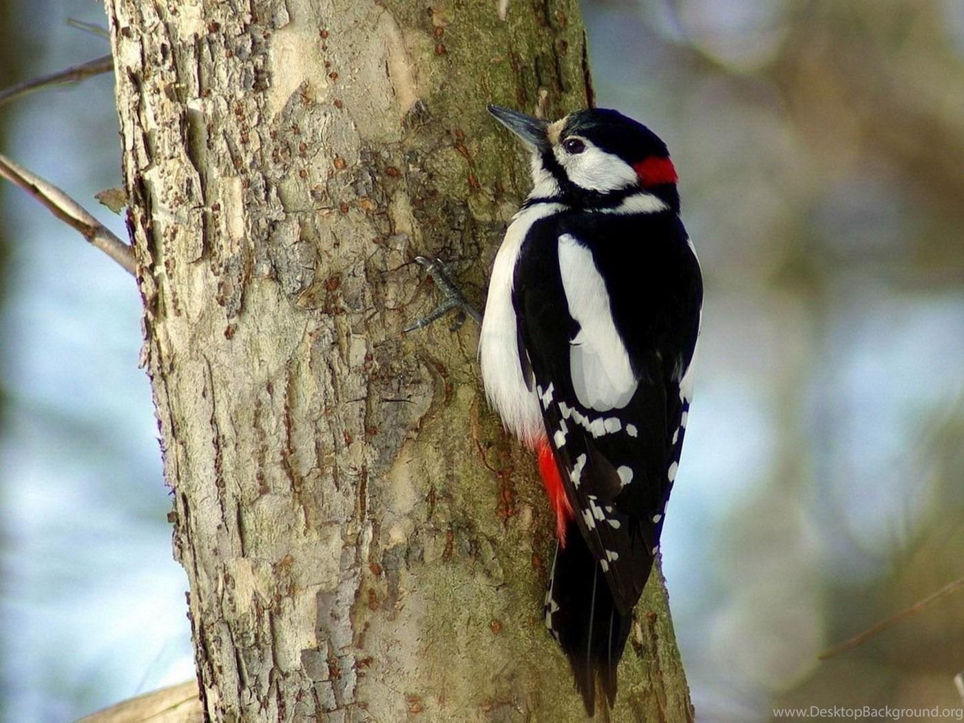 Woodpecker Wallpapers Wallpaper Cave