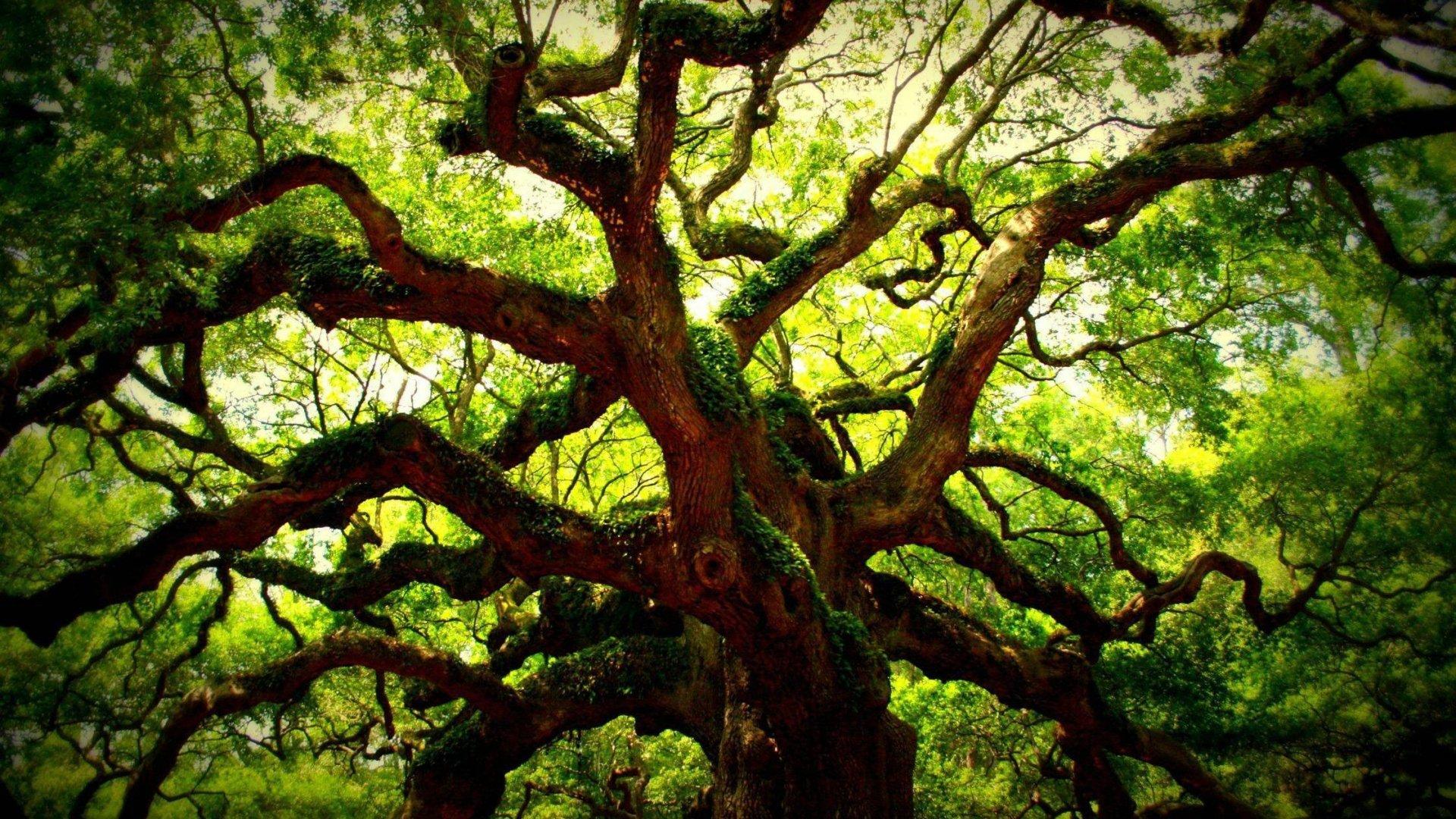 Oak Tree Wallpapers Wallpaper Cave
