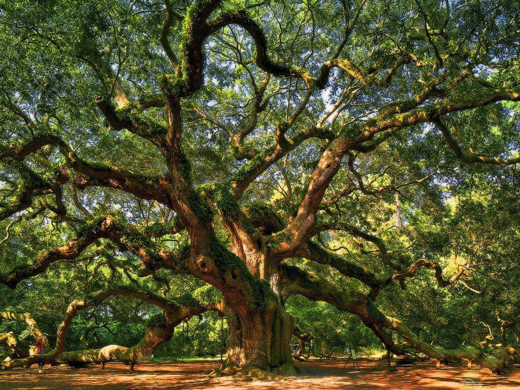 Oak Tree Wallpapers Wallpaper Cave