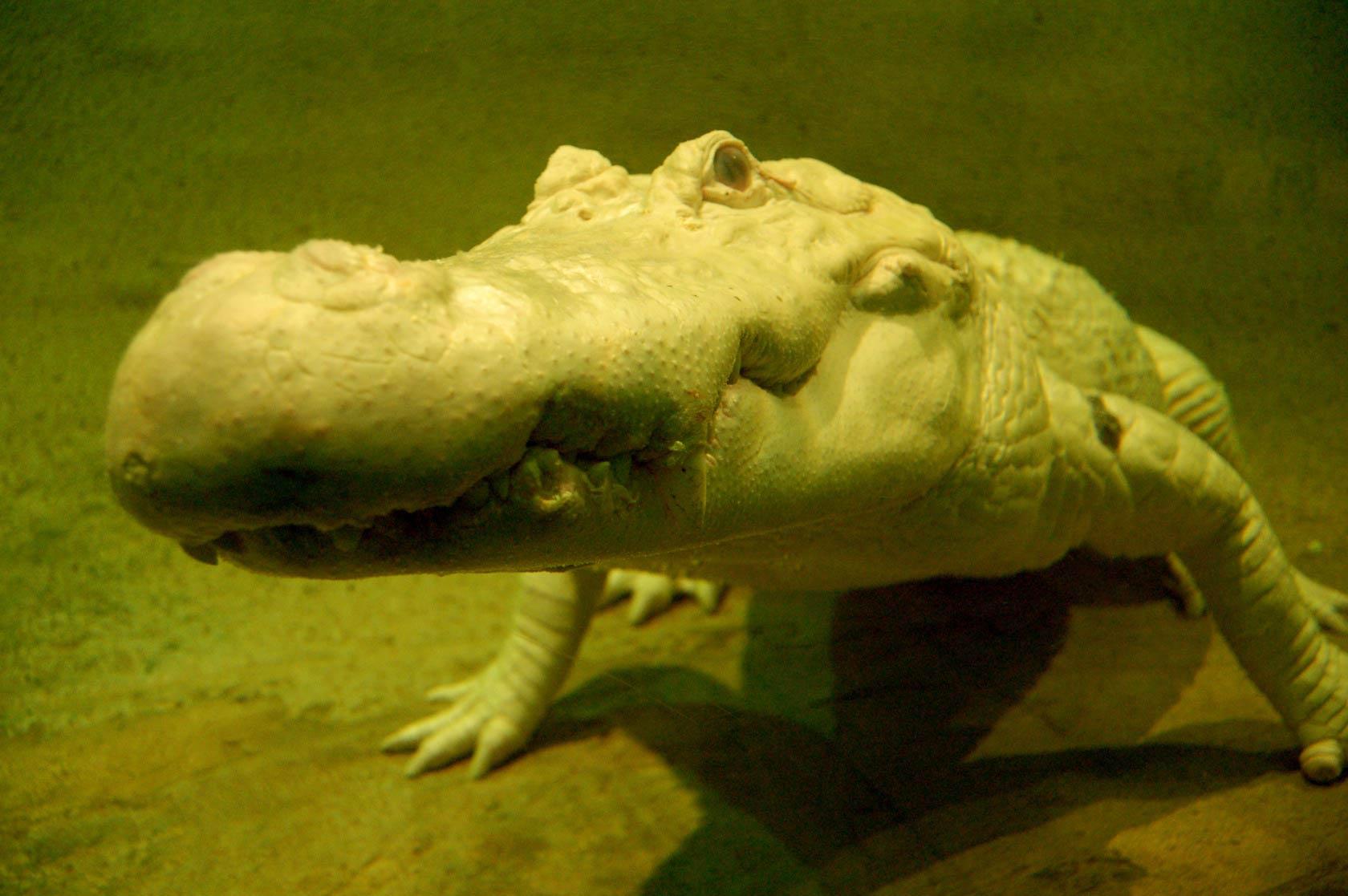Alligator Wallpapers Wallpaper Cave