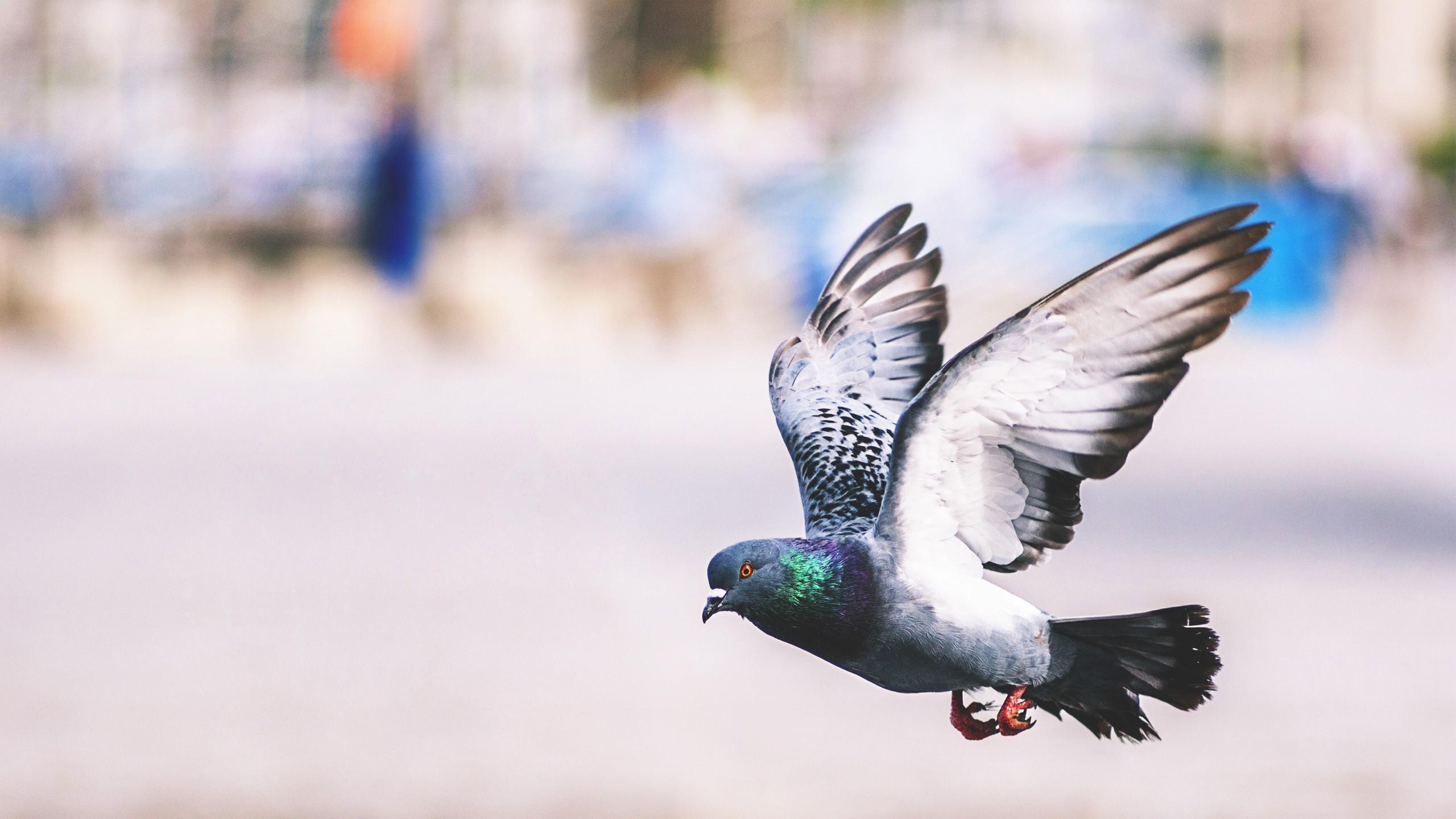 Pigeons Wallpapers Wallpaper Cave