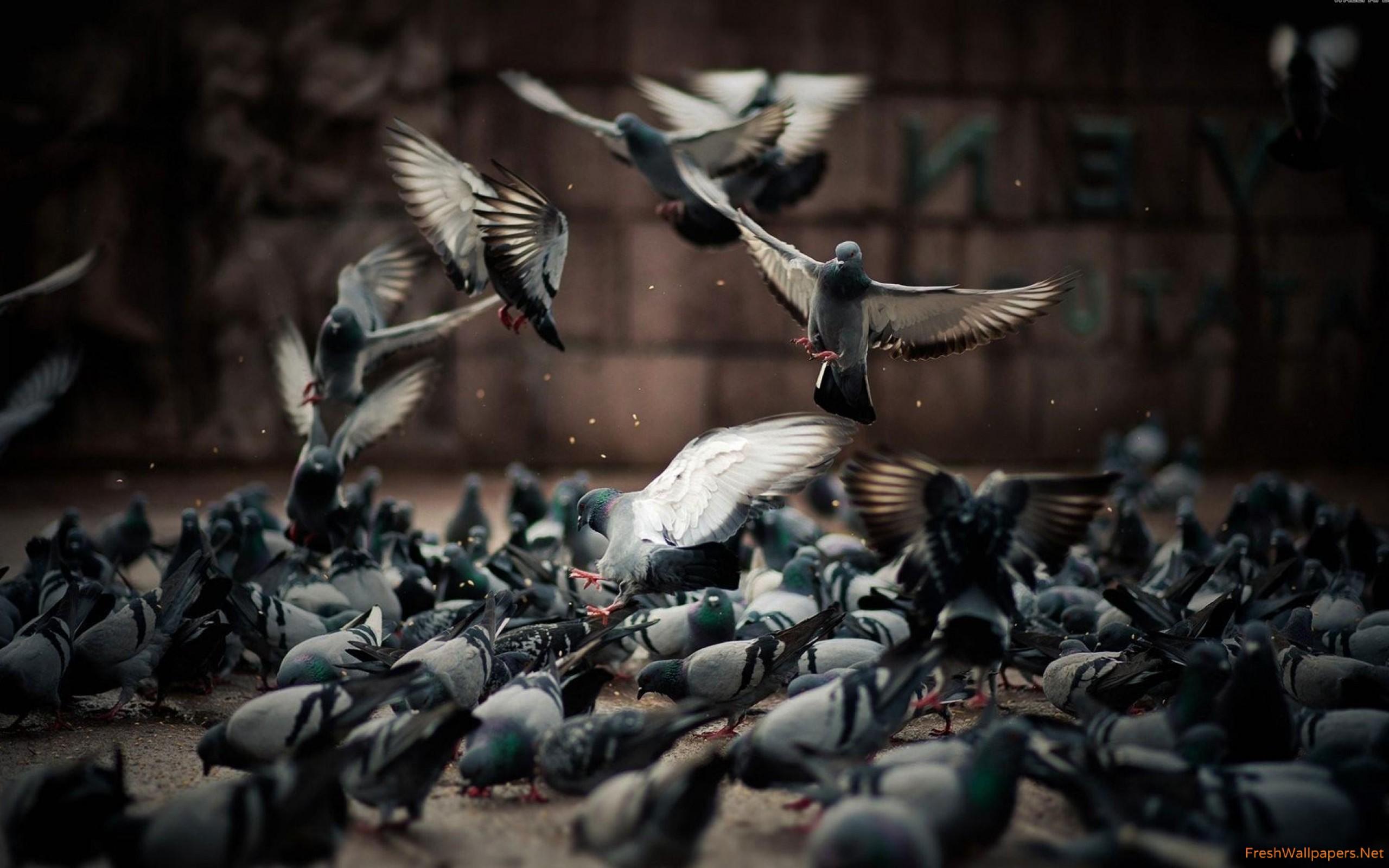 Pigeons Wallpapers Wallpaper Cave