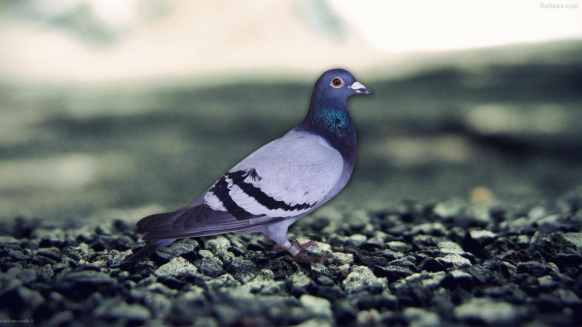 Pigeons Wallpapers Wallpaper Cave