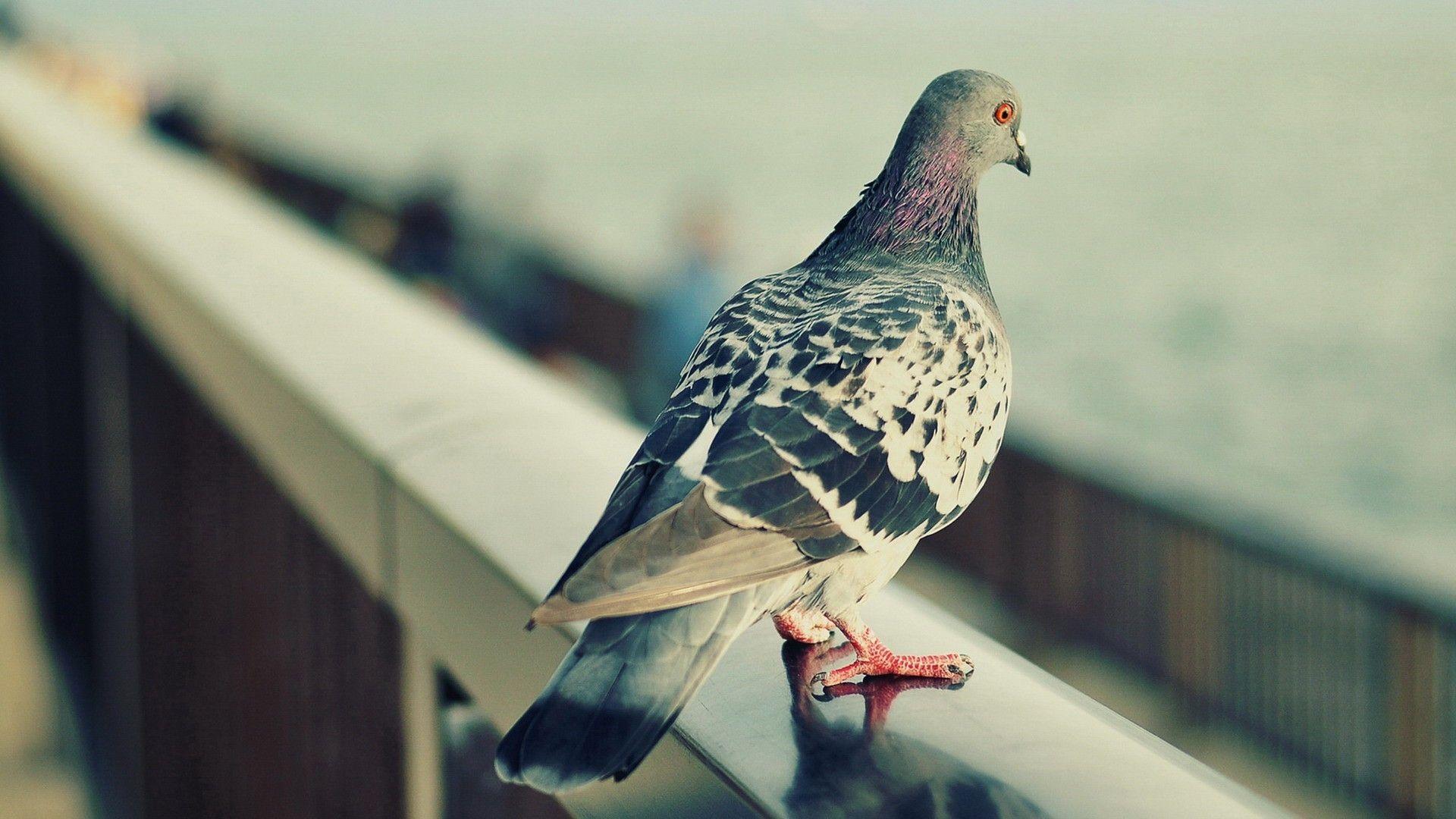 Pigeons Wallpapers Wallpaper Cave