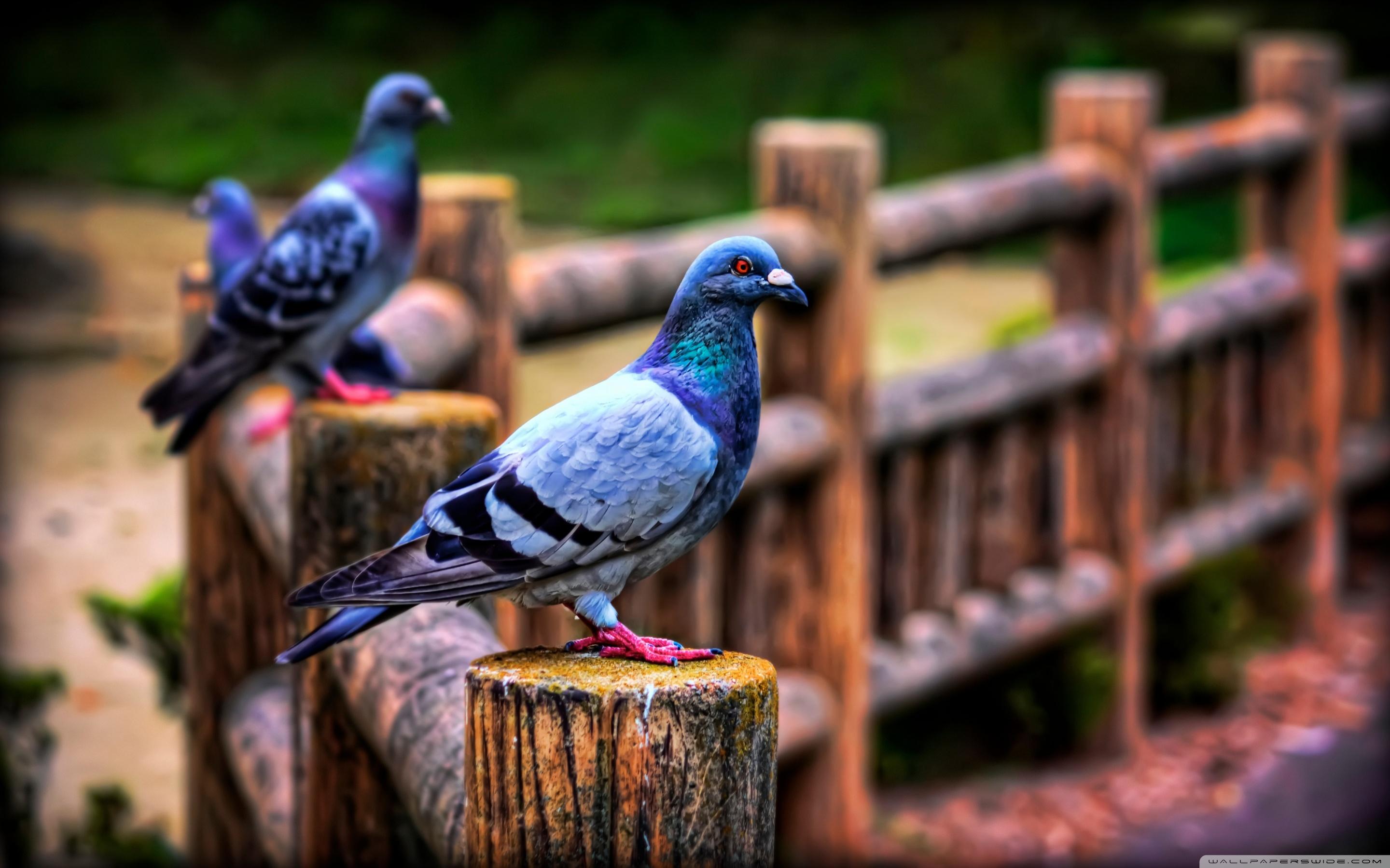 Pigeons Wallpapers Wallpaper Cave
