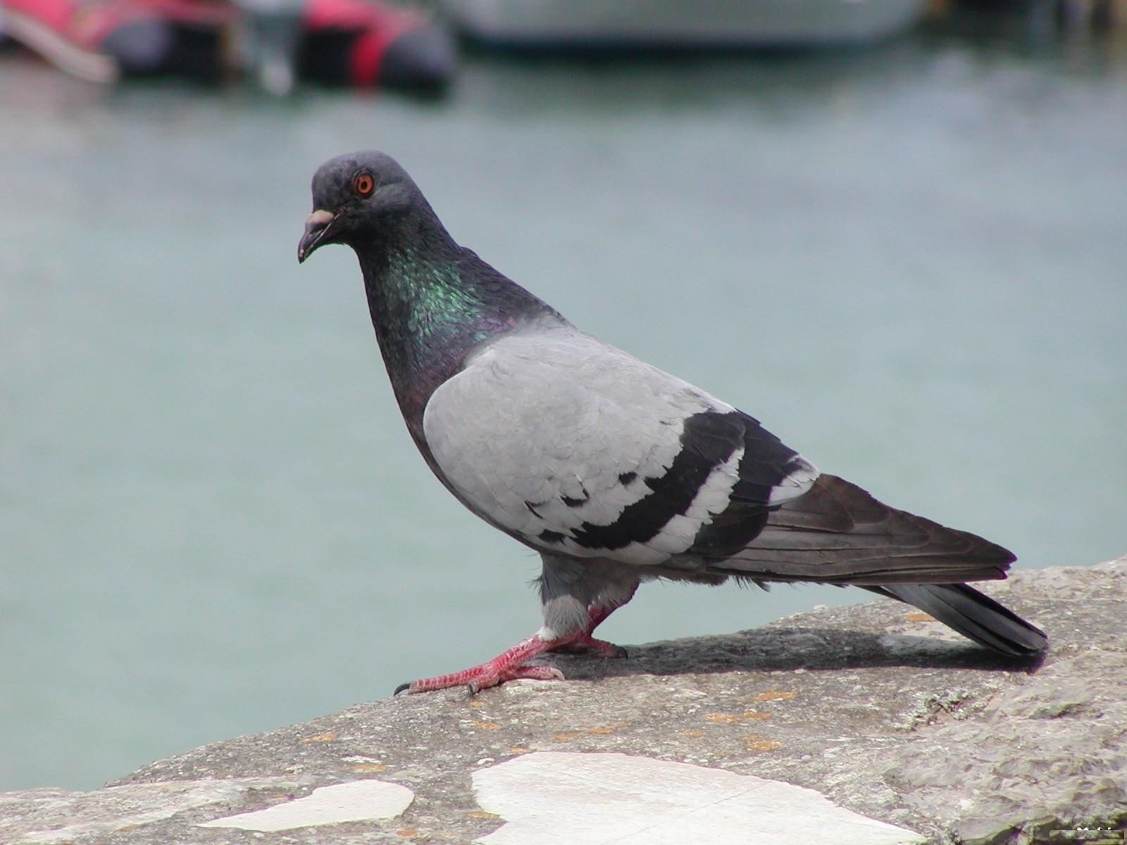 Pigeons Wallpapers Wallpaper Cave