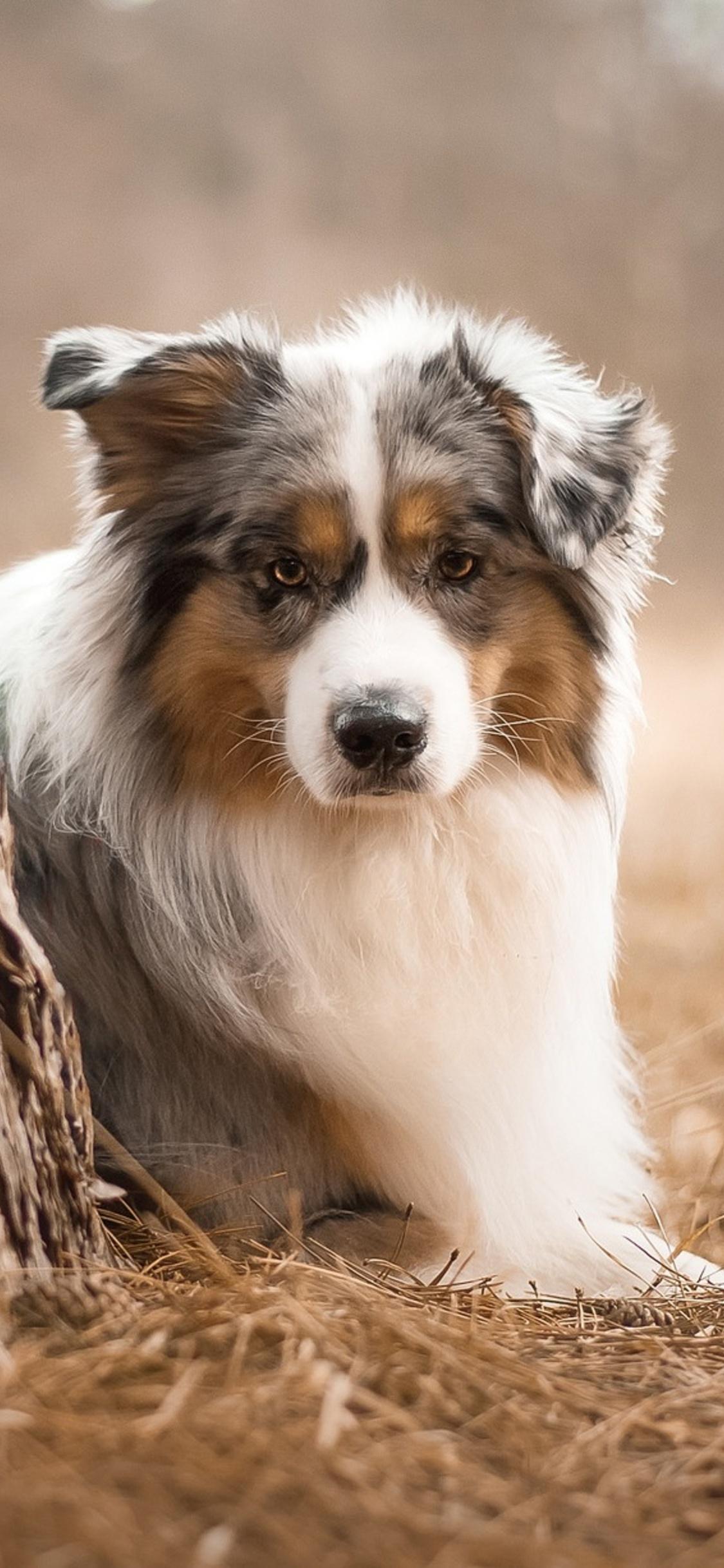 Australian Shepherd Wallpapers Wallpaper Cave