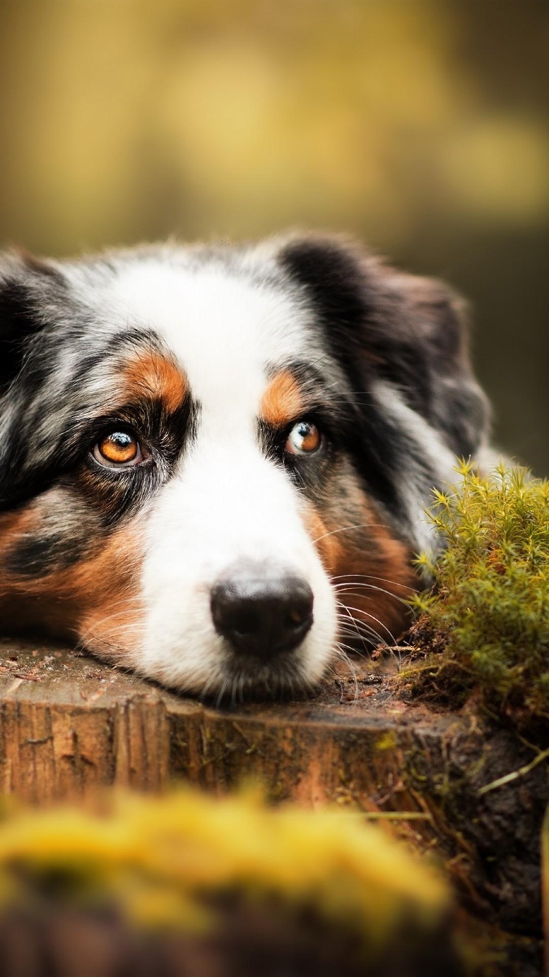Australian Shepherd Wallpapers Wallpaper Cave