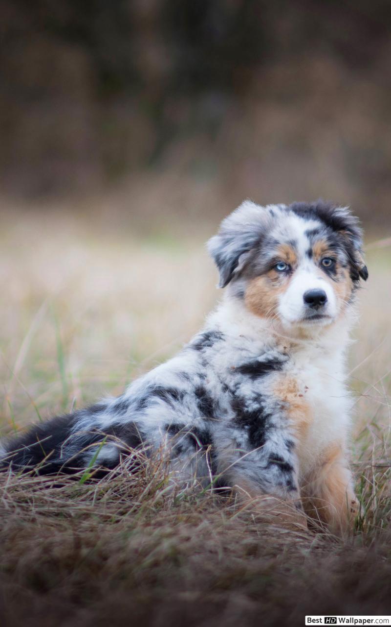 Australian Shepherd Wallpapers Wallpaper Cave