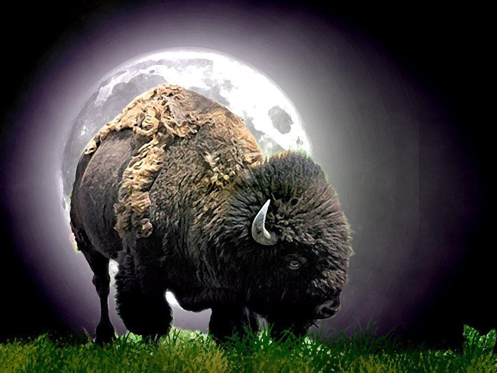 Buffalo Wallpapers Wallpaper Cave