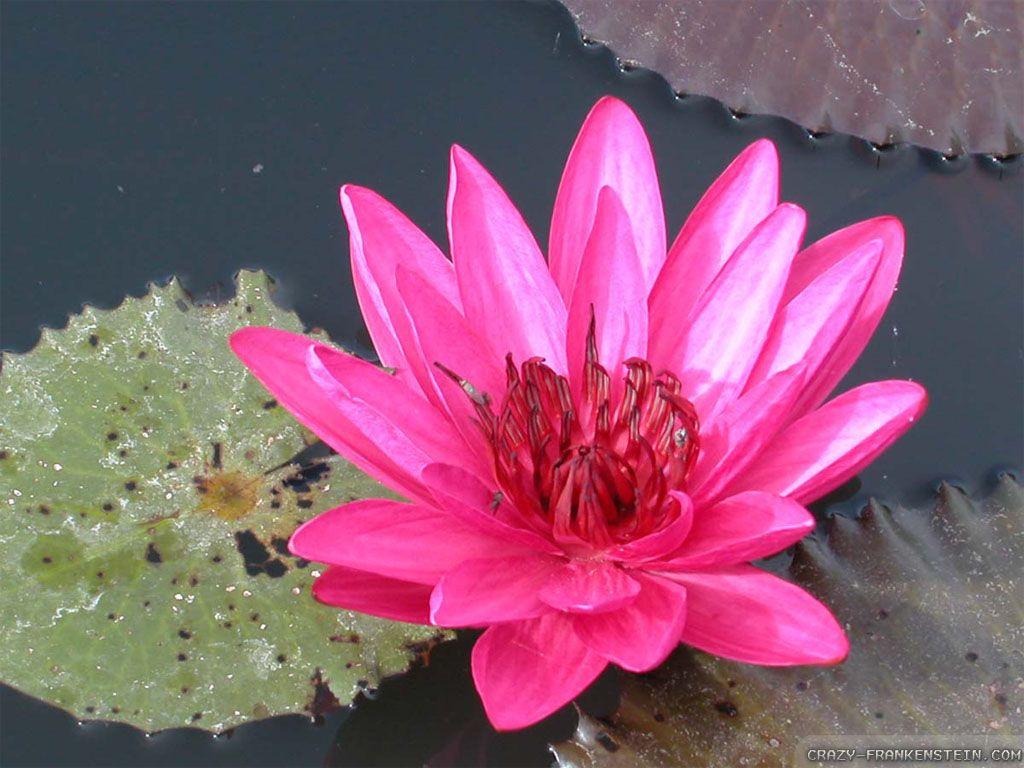 Red Lotus Flower Wallpapers Wallpaper Cave