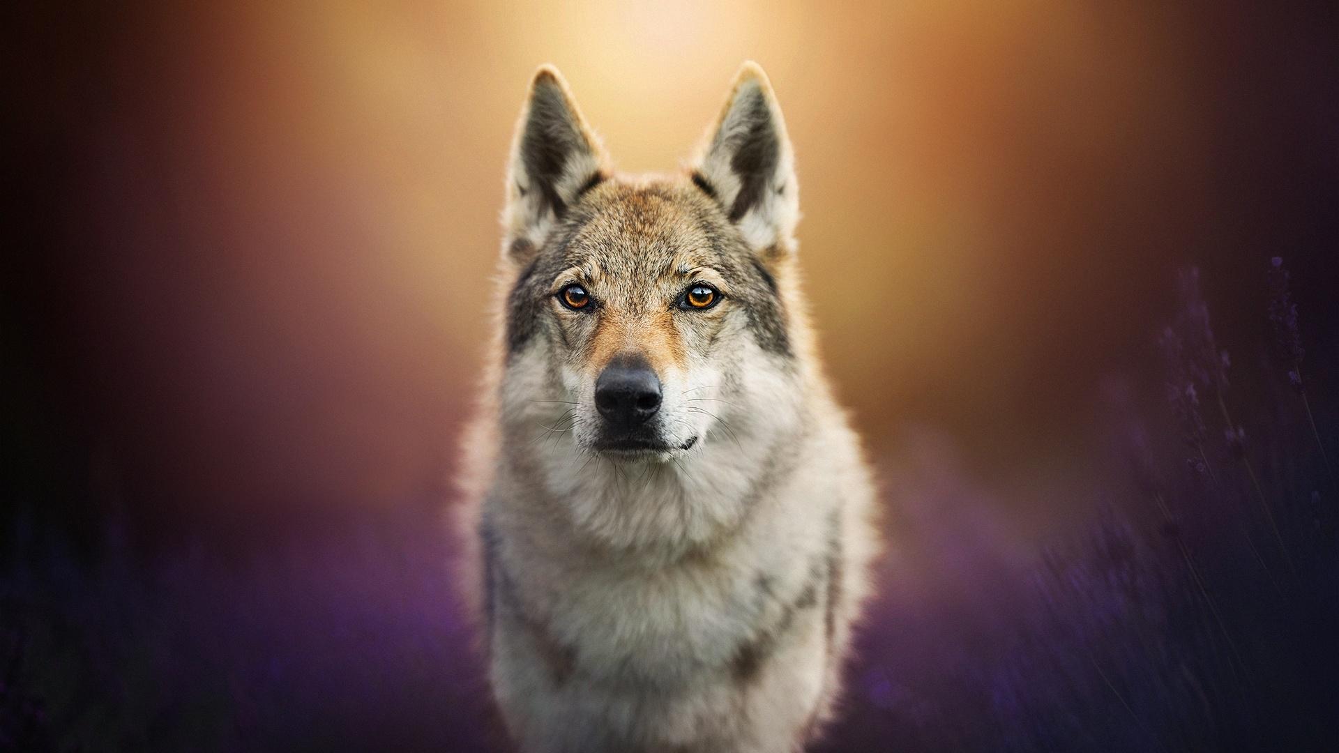 Wolf Dog Wallpapers Wallpaper Cave