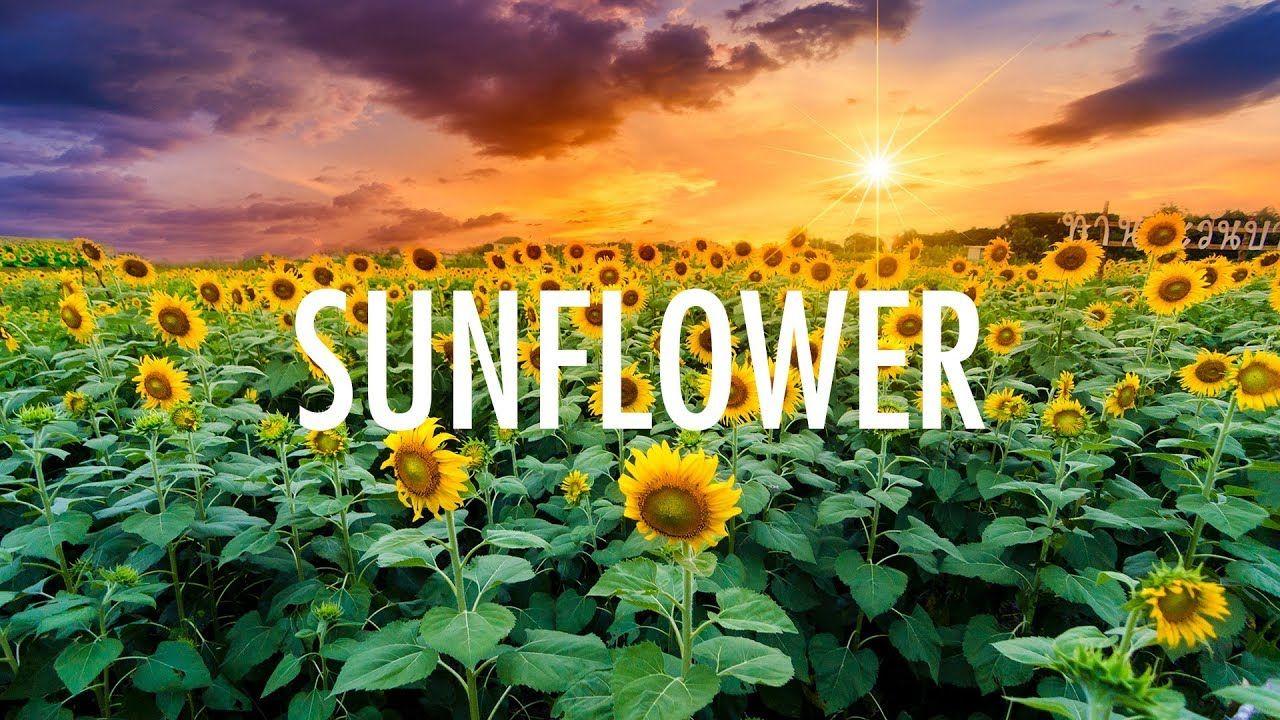 Post malone sunflower marshmallow lunagasw