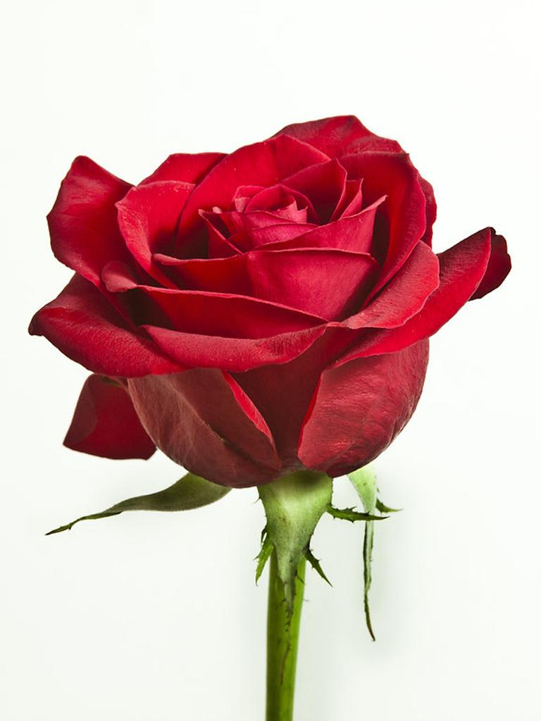Red Rose Mobile Wallpapers Wallpaper Cave