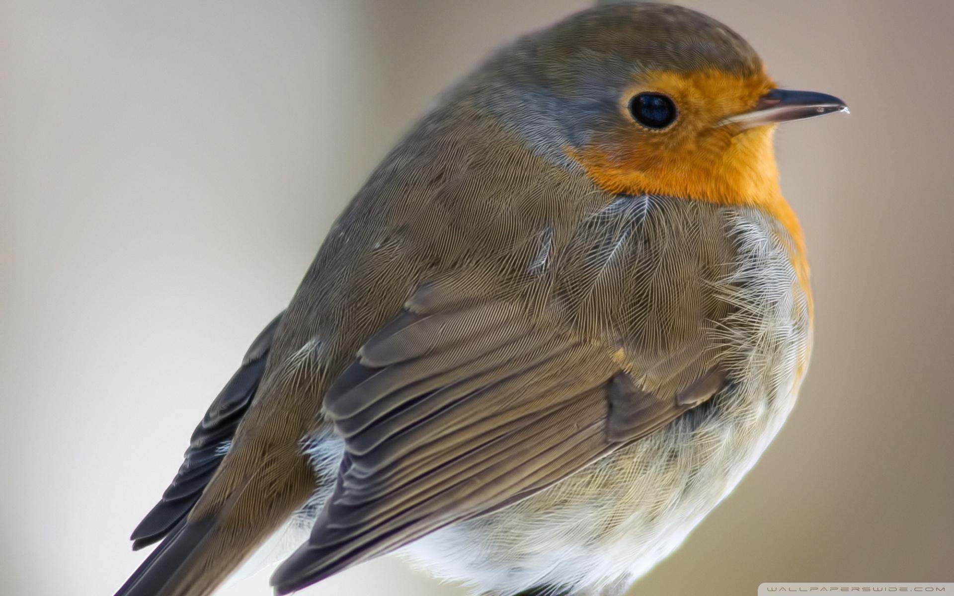 European Robin Wallpapers Wallpaper Cave