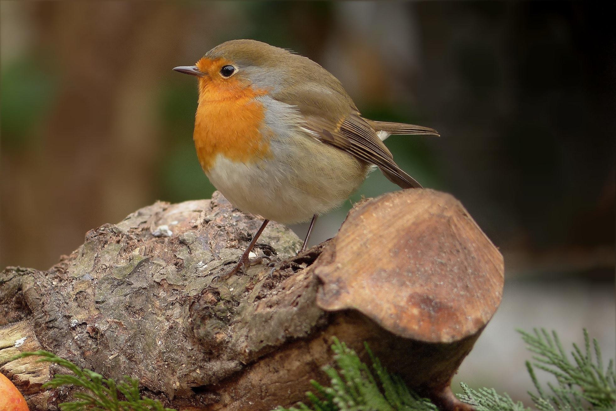European Robin Wallpapers Wallpaper Cave