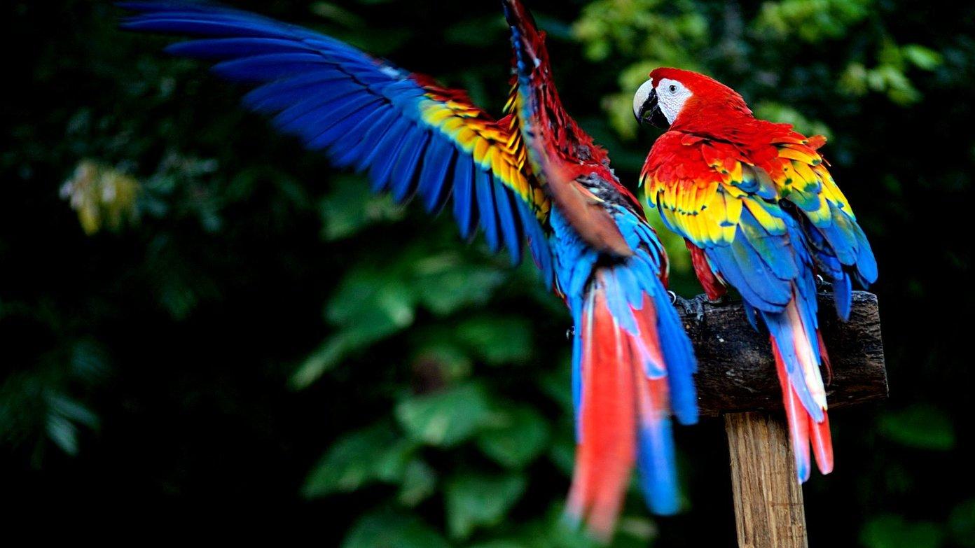 Tropical Birds Wallpapers Wallpaper Cave
