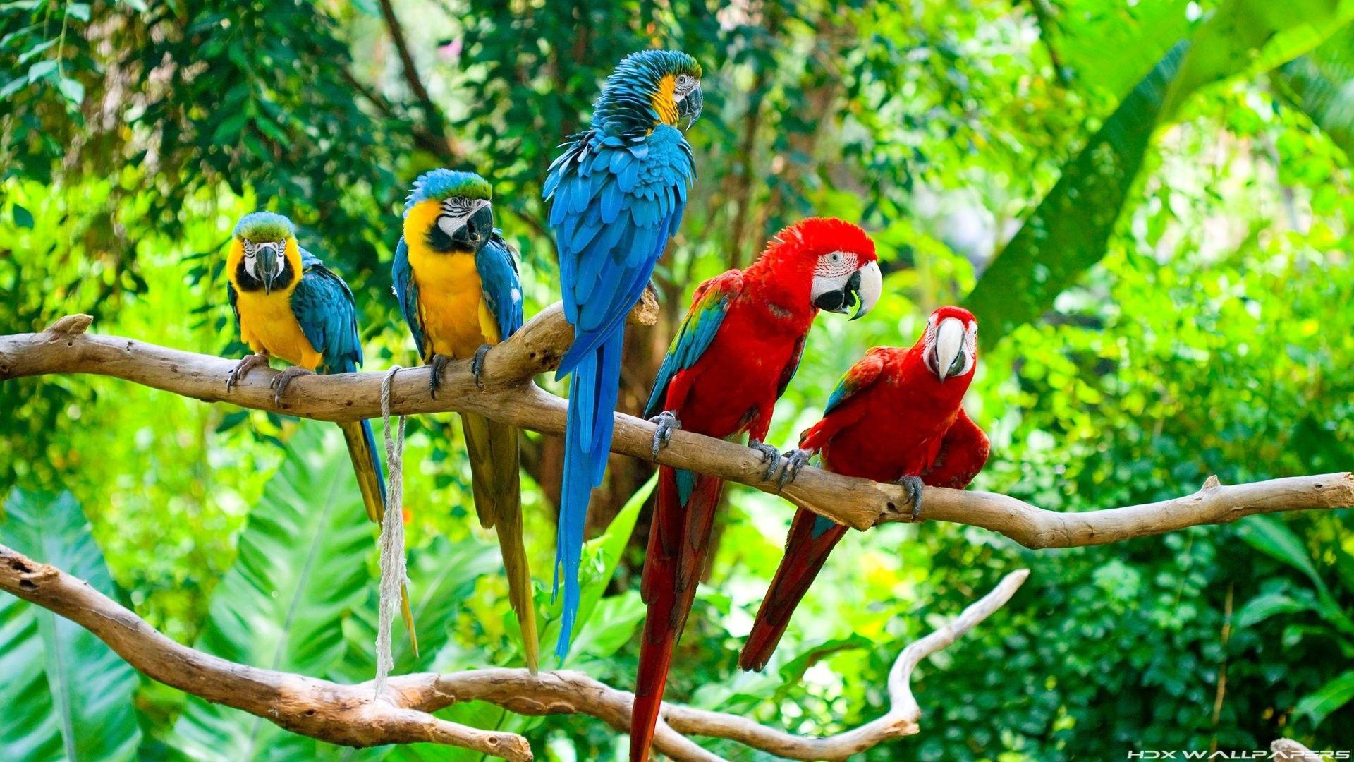 Tropical Birds Wallpapers Wallpaper Cave