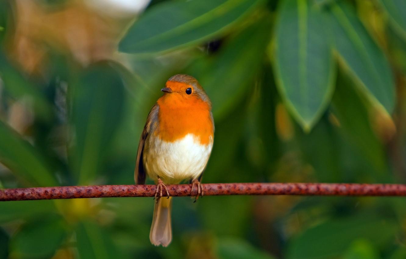 European Robin Wallpapers Wallpaper Cave