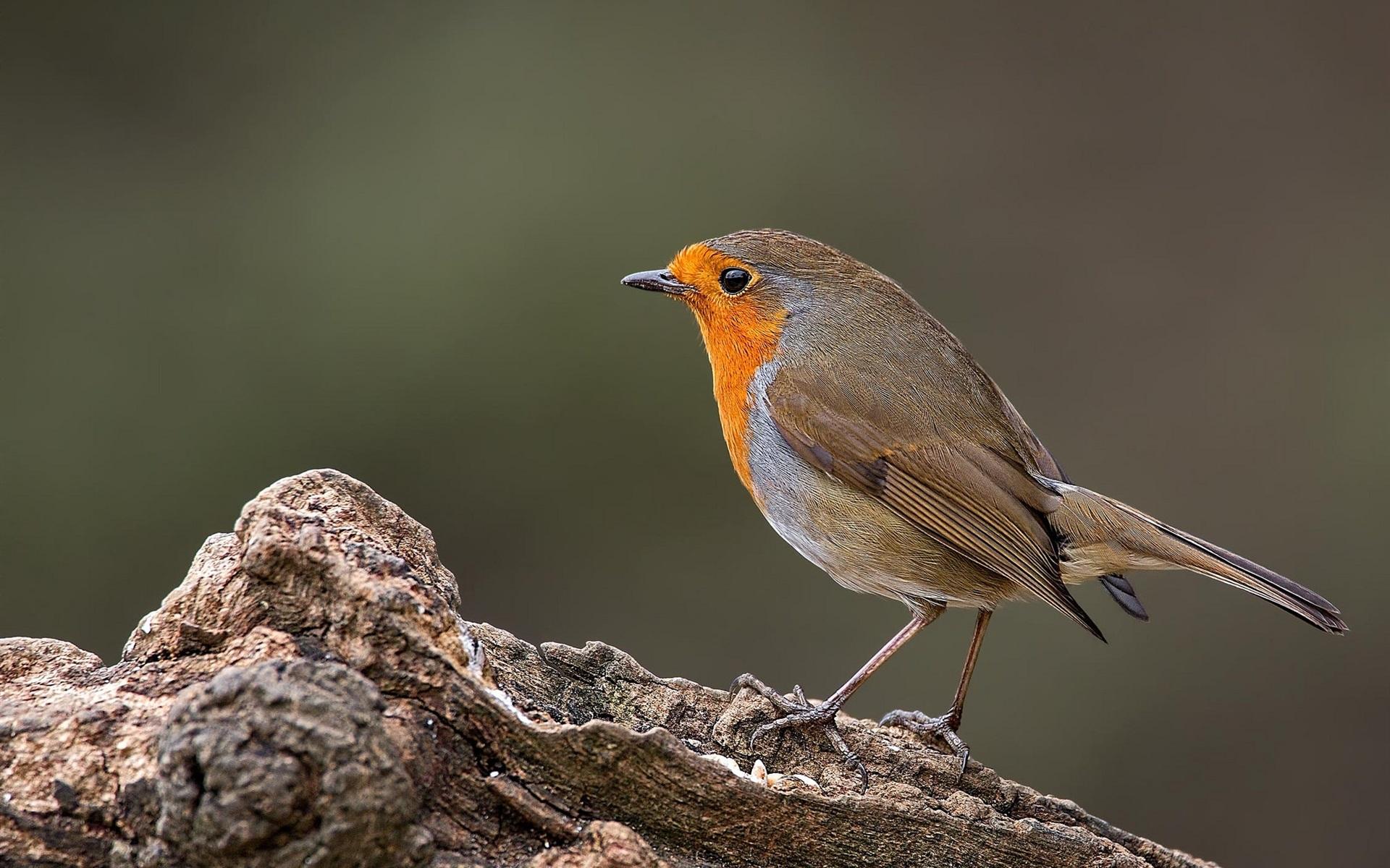 European Robin Wallpapers Wallpaper Cave
