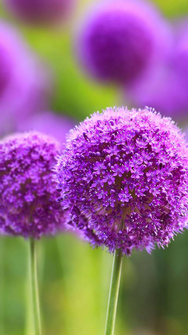 19+ Anime Wallpaper For Oppo A3S Images jasmanime