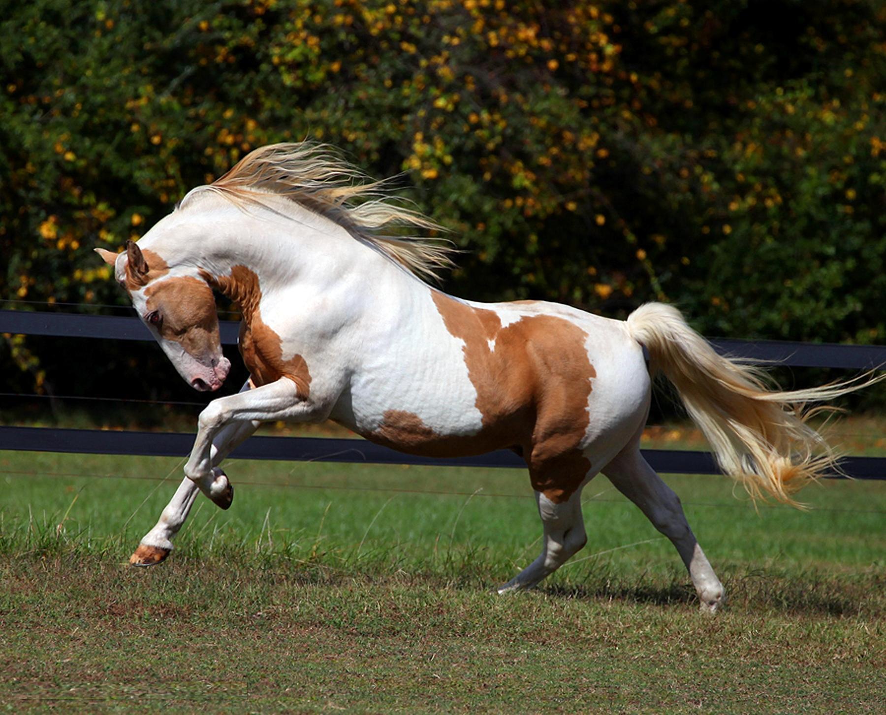 Paint Horse Breed Profile Origin, Traits, Facts, Personality Mammal Age