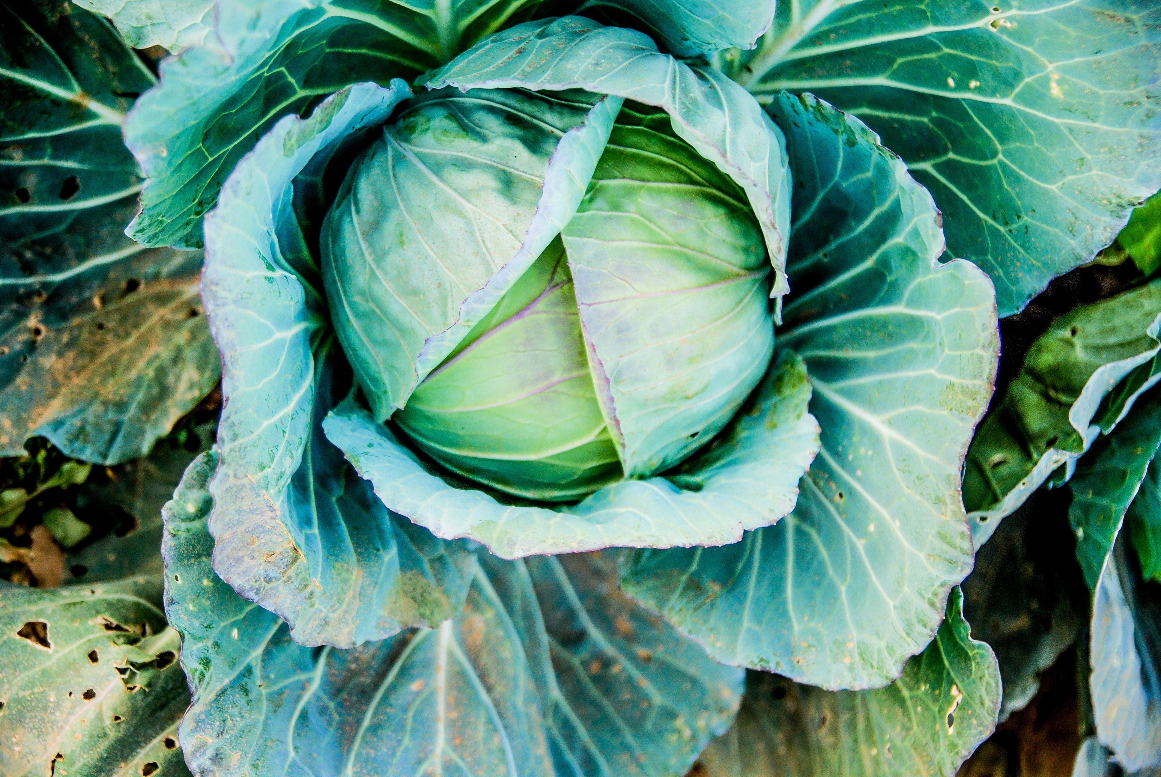 Cabbage Wallpapers Wallpaper Cave