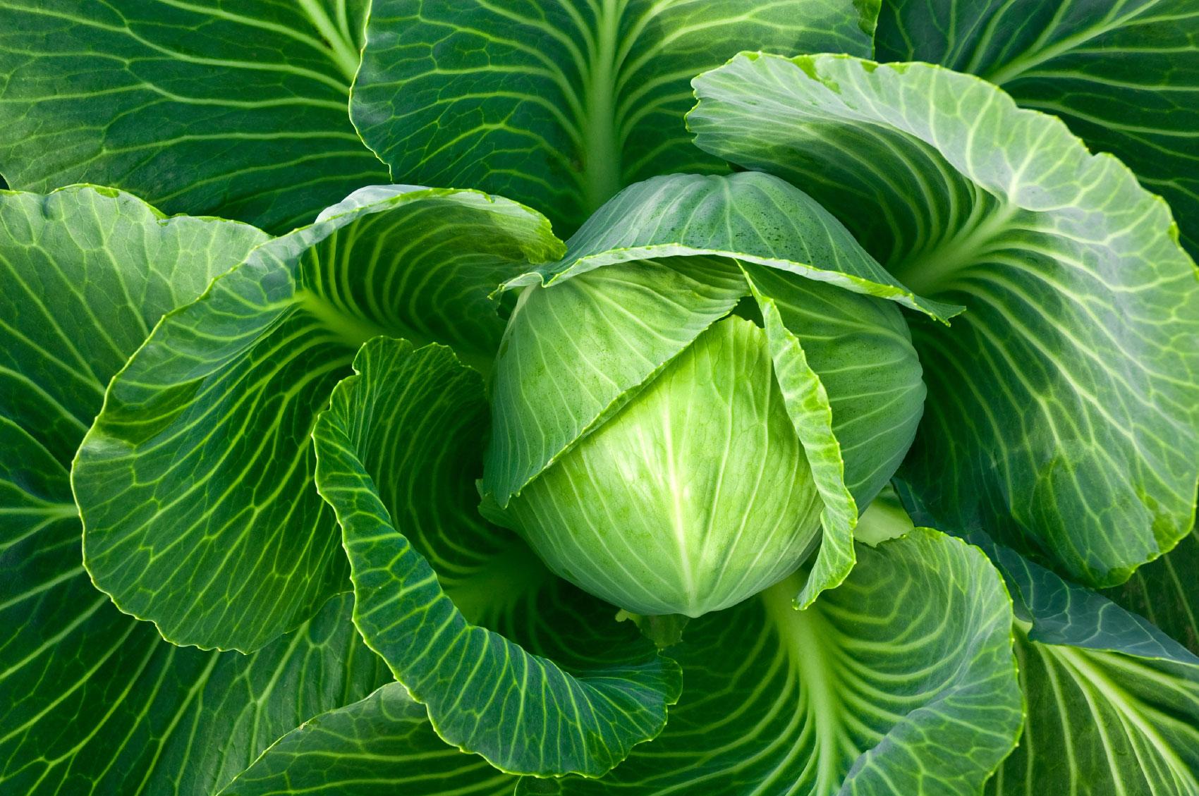 Cabbage Wallpapers Wallpaper Cave