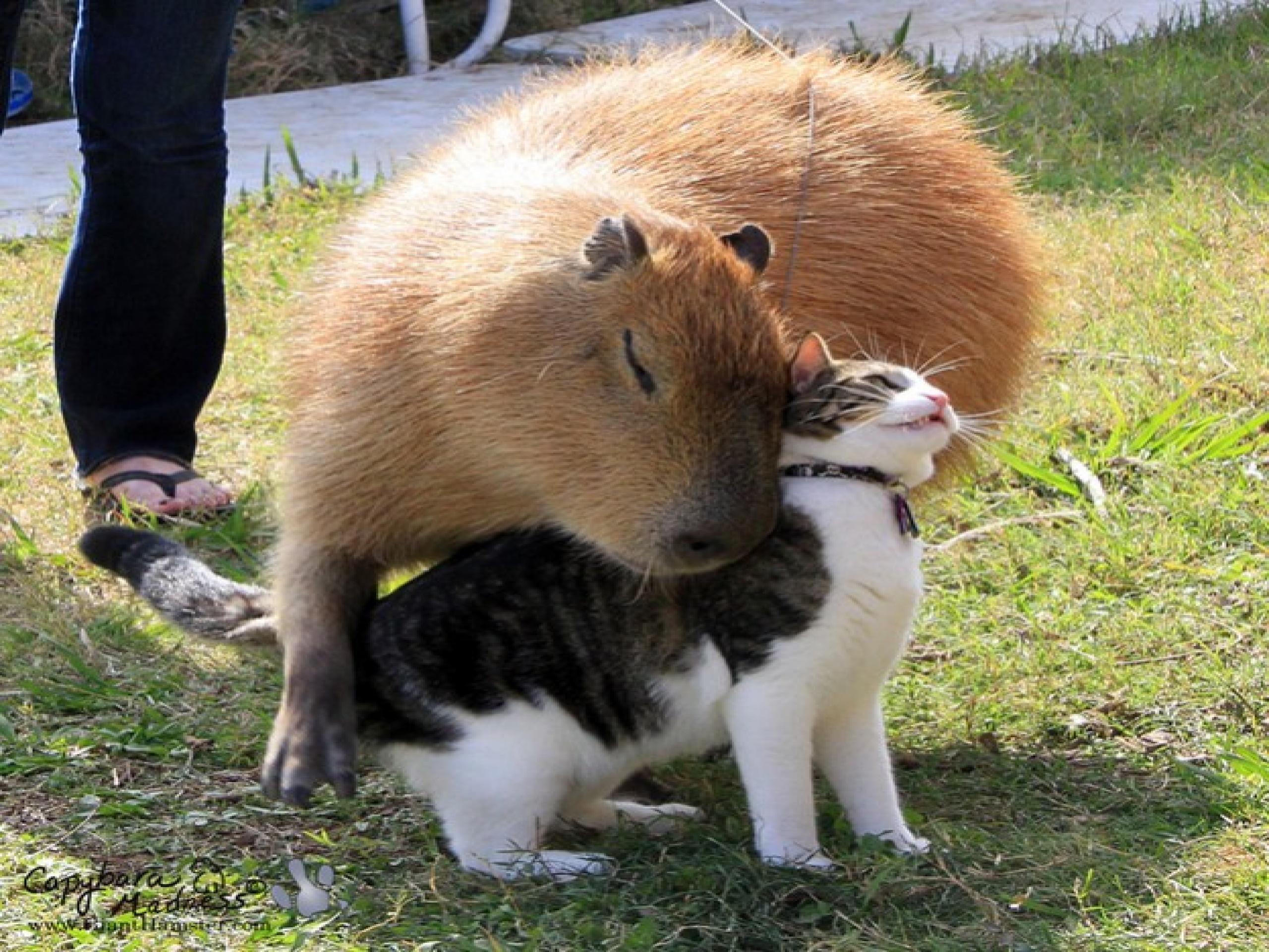 Capybara Wallpapers Wallpaper Cave