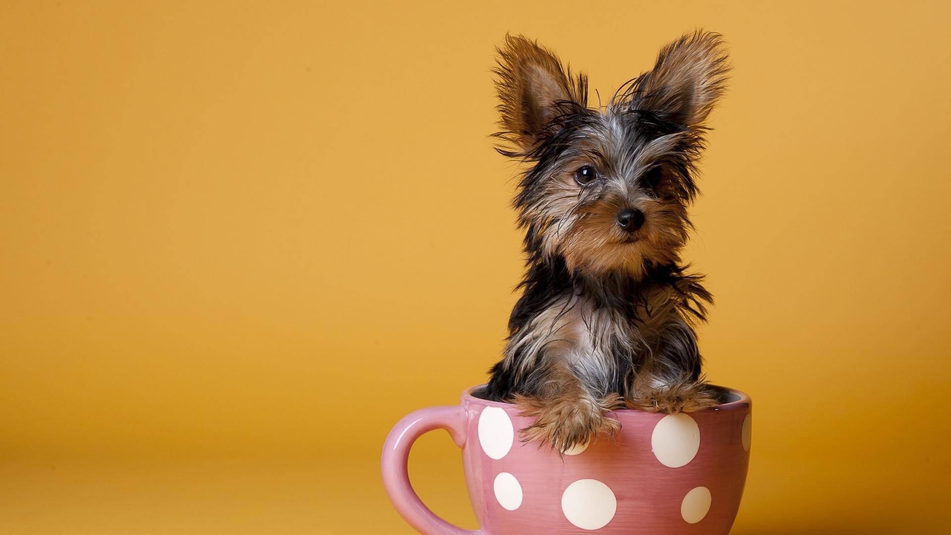 Coffee Dog Wallpapers Wallpaper Cave