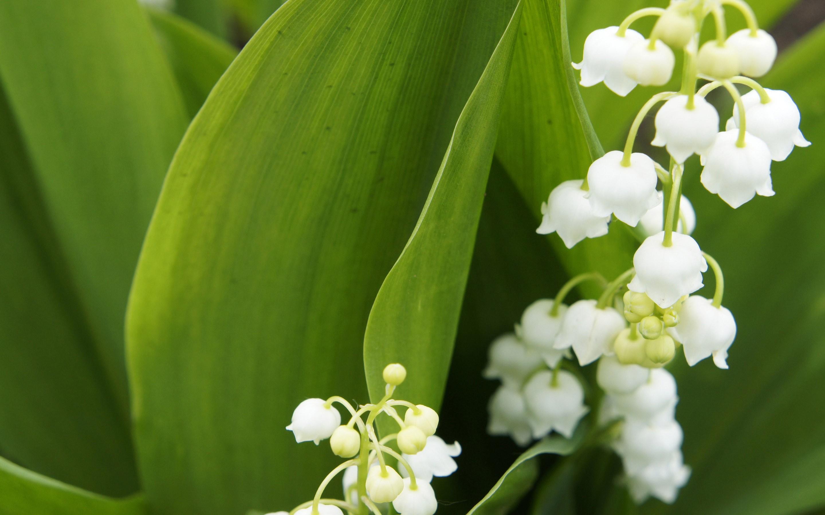 Lily Of The Valley Wallpapers Wallpaper Cave