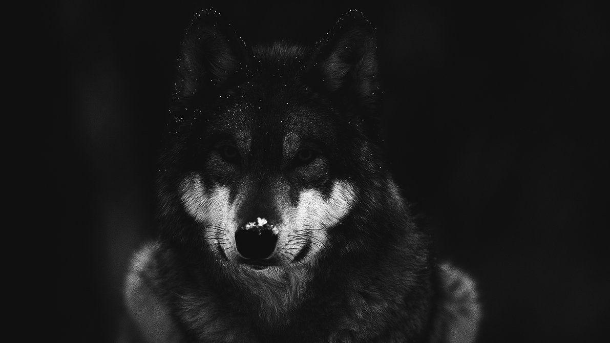 Dark Wolves Wallpapers Wallpaper Cave