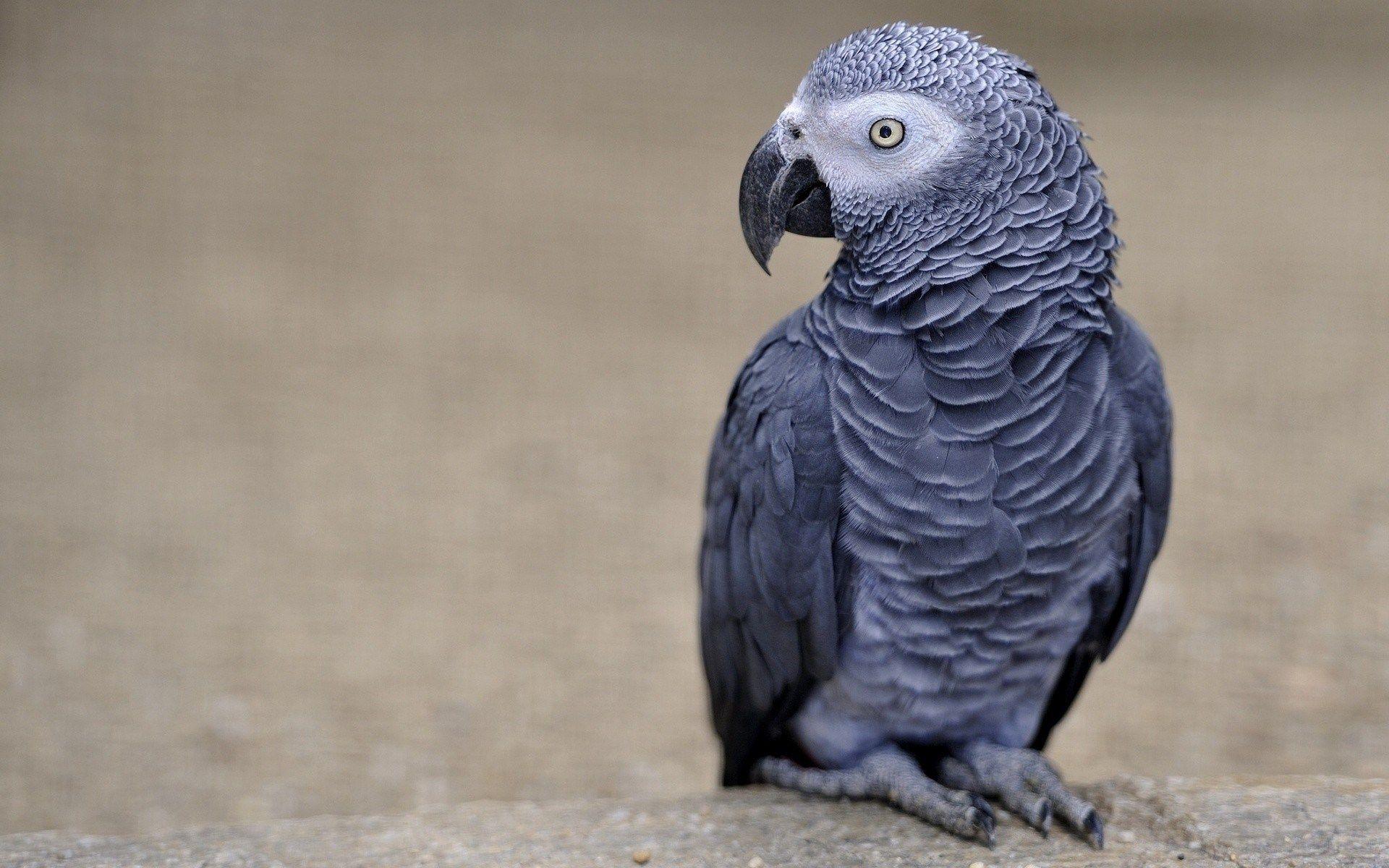 African Grey Parrot Wallpapers Wallpaper Cave
