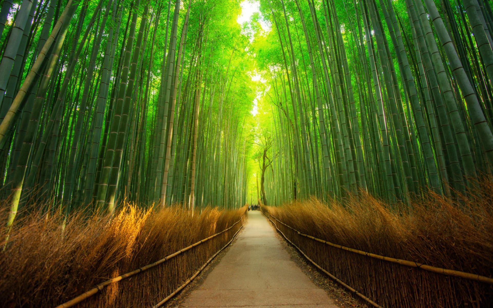 Arashiyama Wallpapers Wallpaper Cave