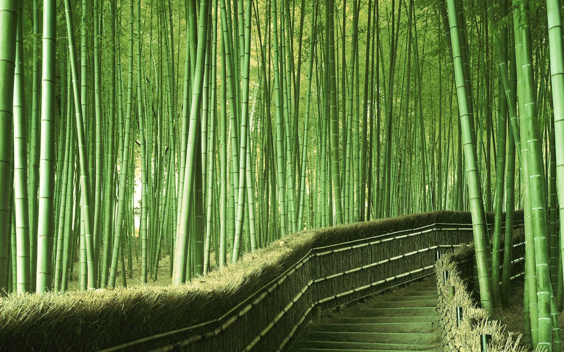 Sagano Bamboo Forest Wallpapers Wallpaper Cave