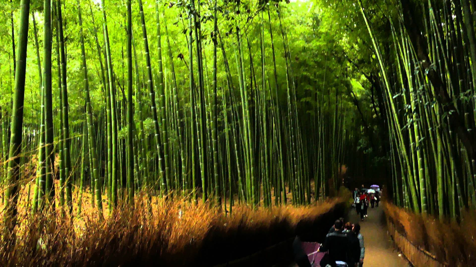 Arashiyama Wallpapers Wallpaper Cave