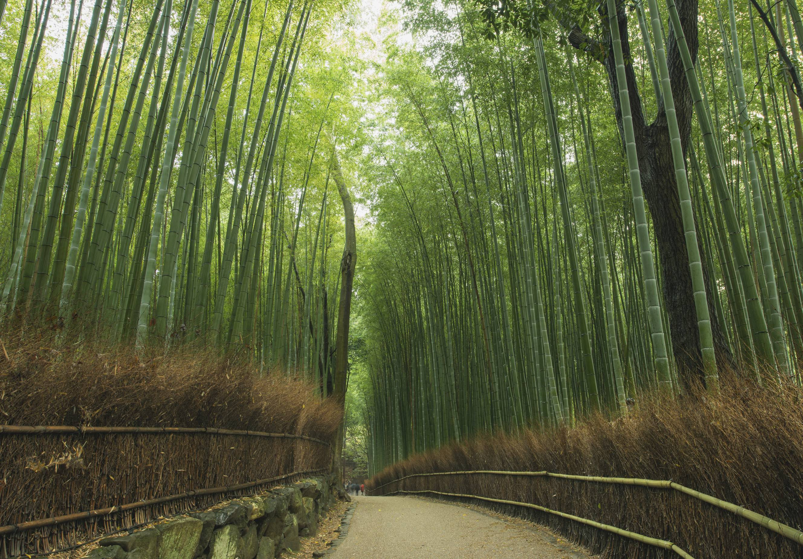 Arashiyama Wallpapers Wallpaper Cave
